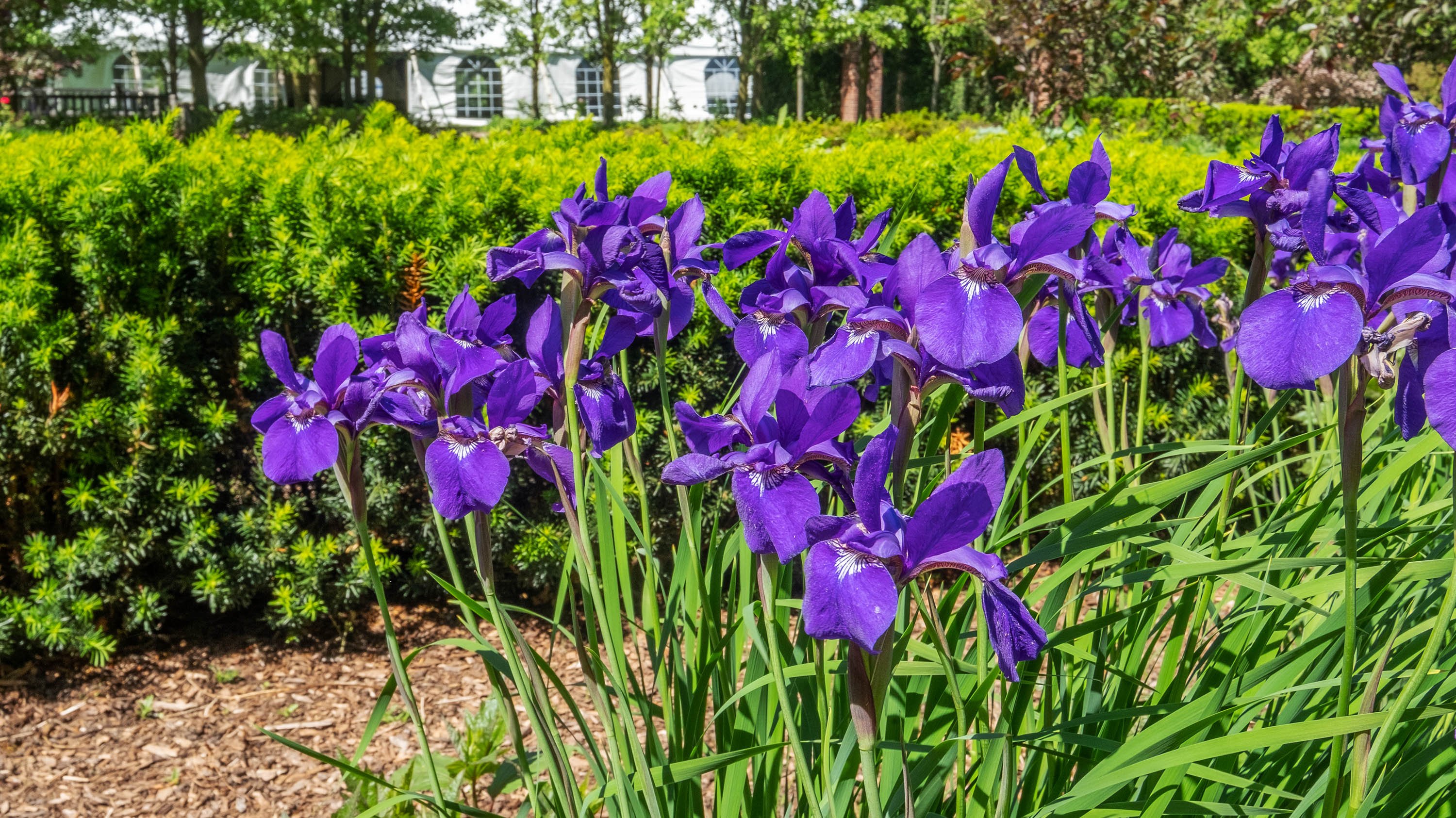 Irises