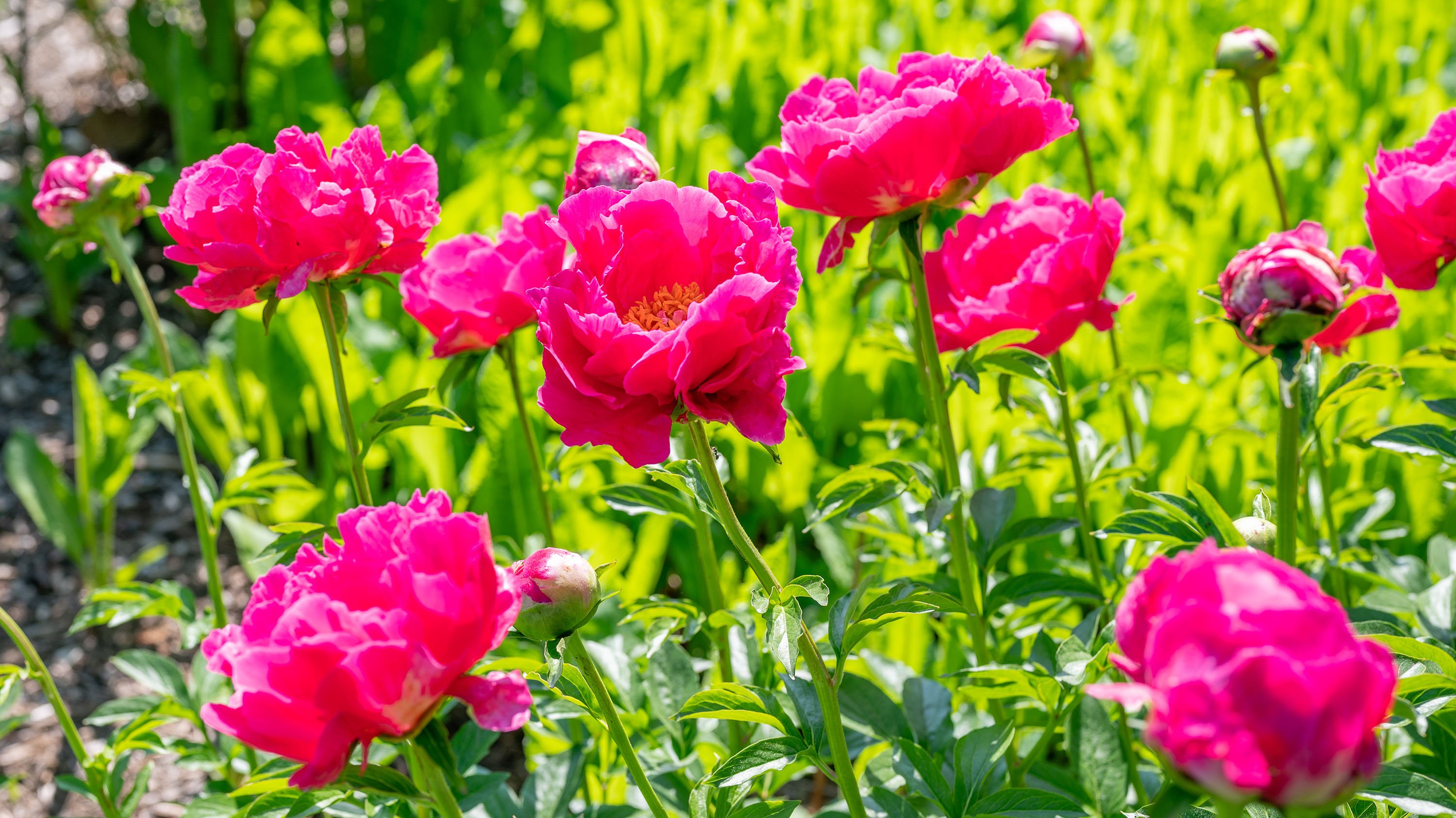 Pink flowers