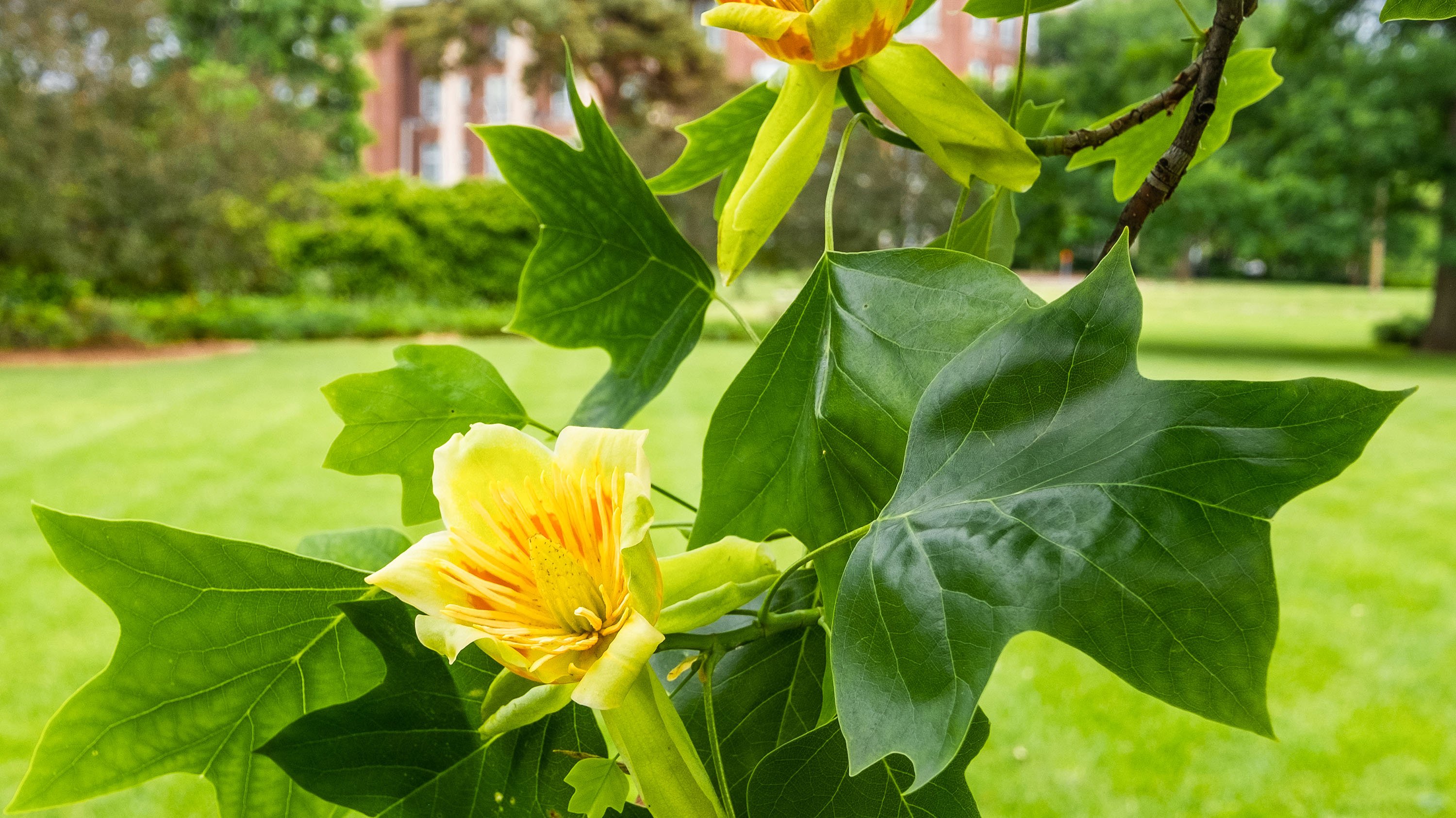 Yellow flower on tulip tree
