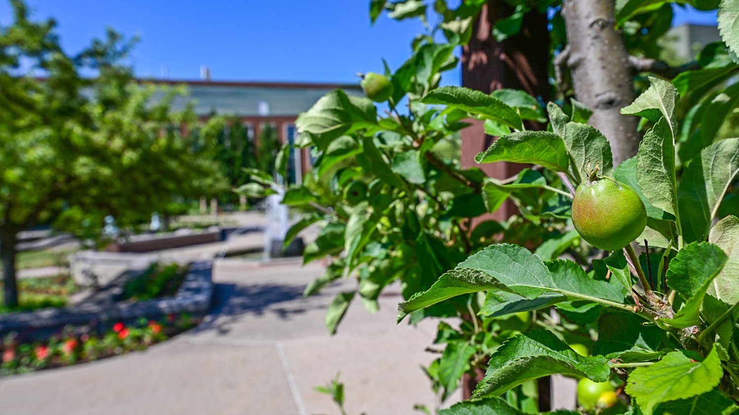 Apple hanging on branch of tree attached to an espalier 