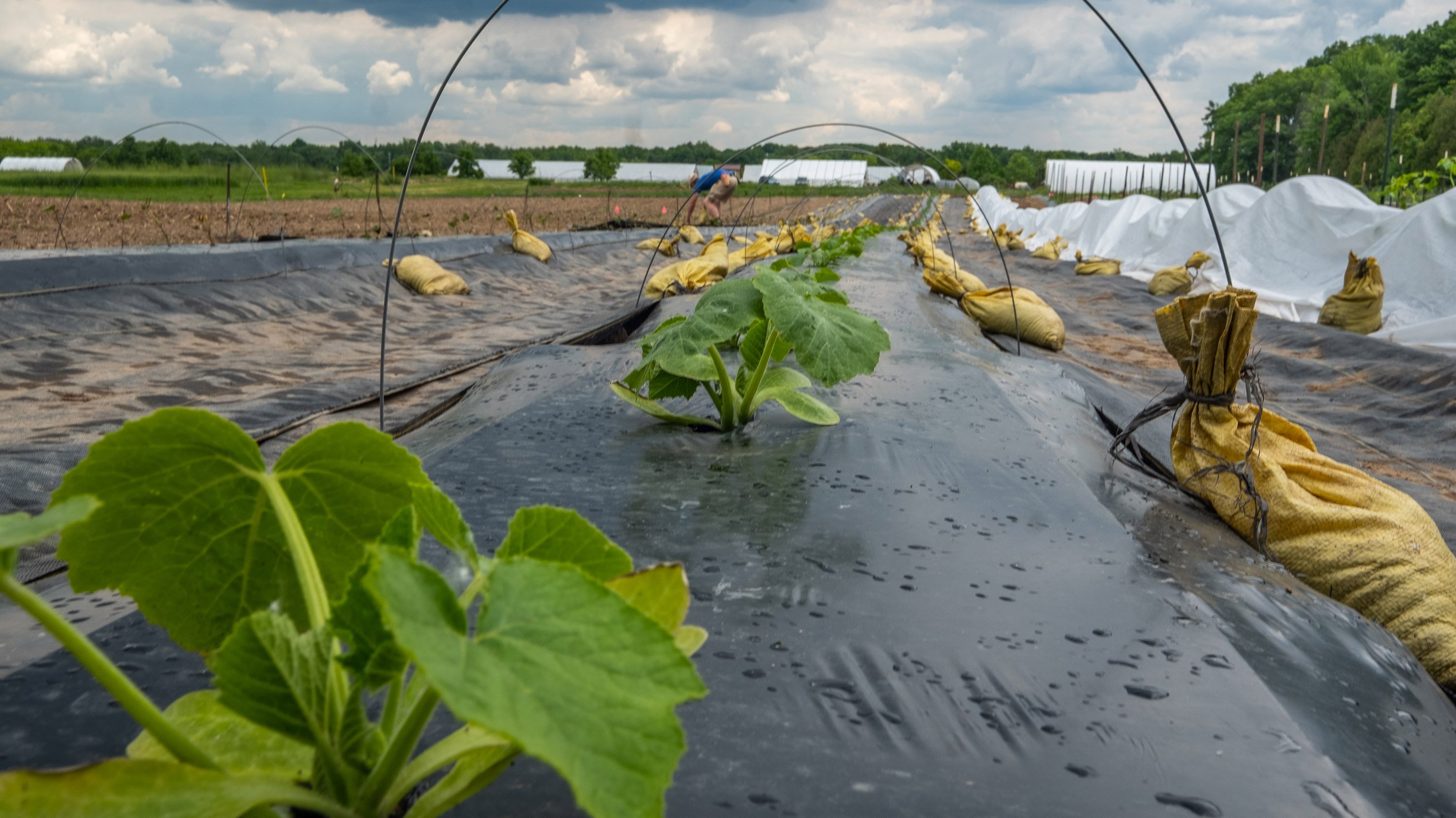 Sweet potato and squash plants in the Student Organic Farm
