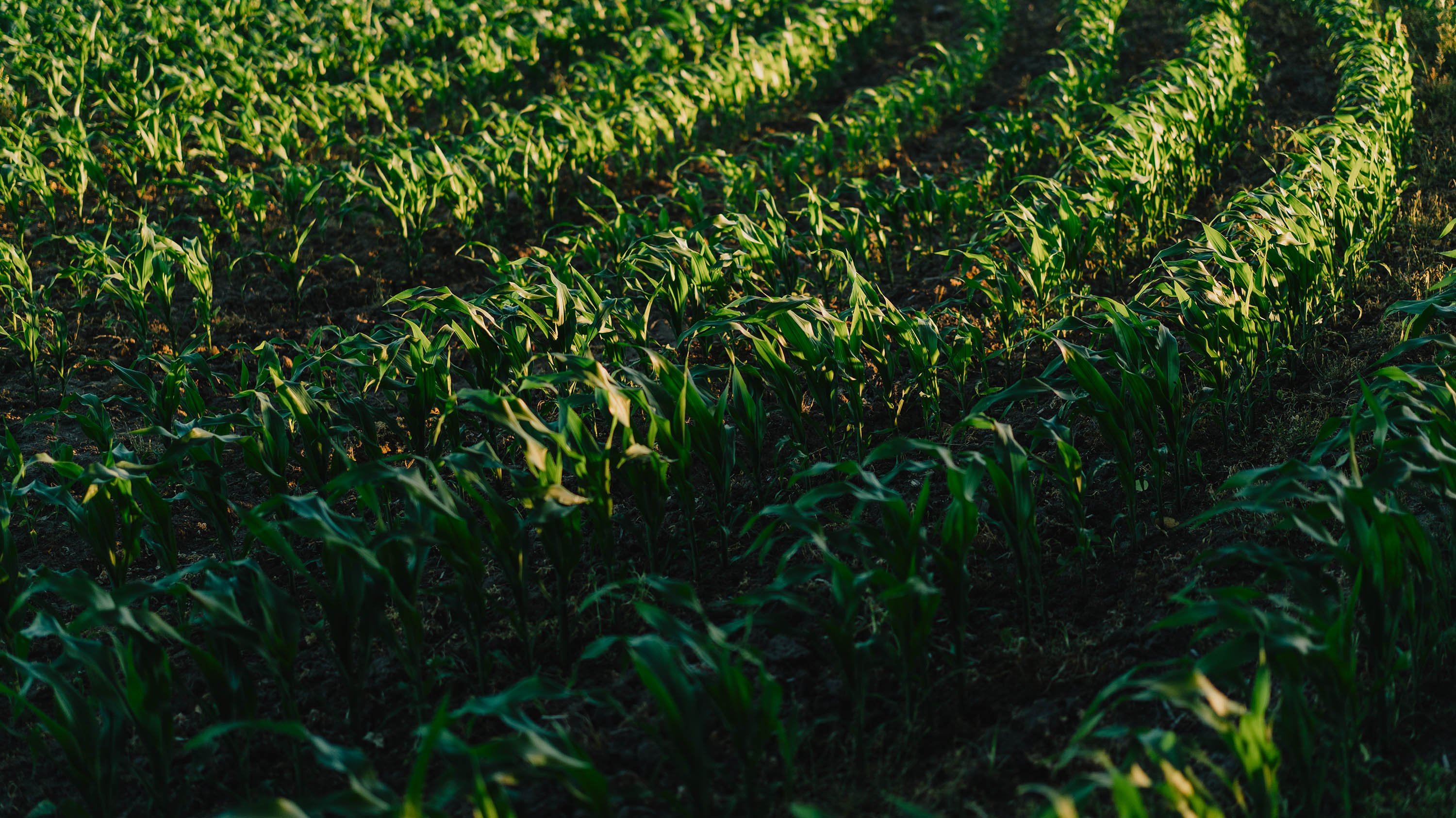 Corn fields