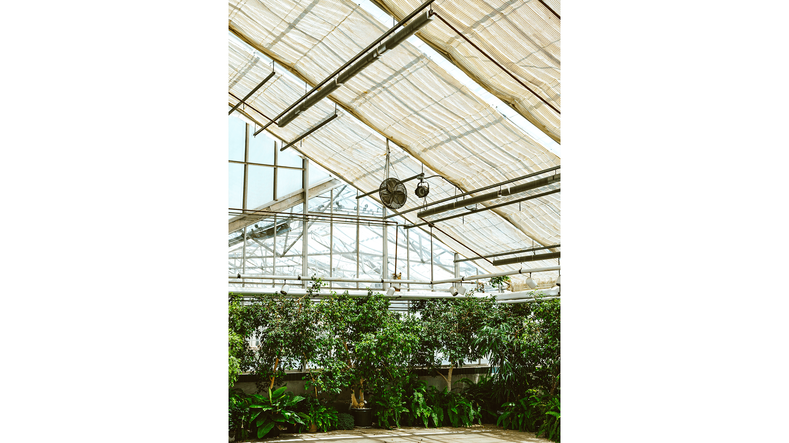 Plants in a greenhouse