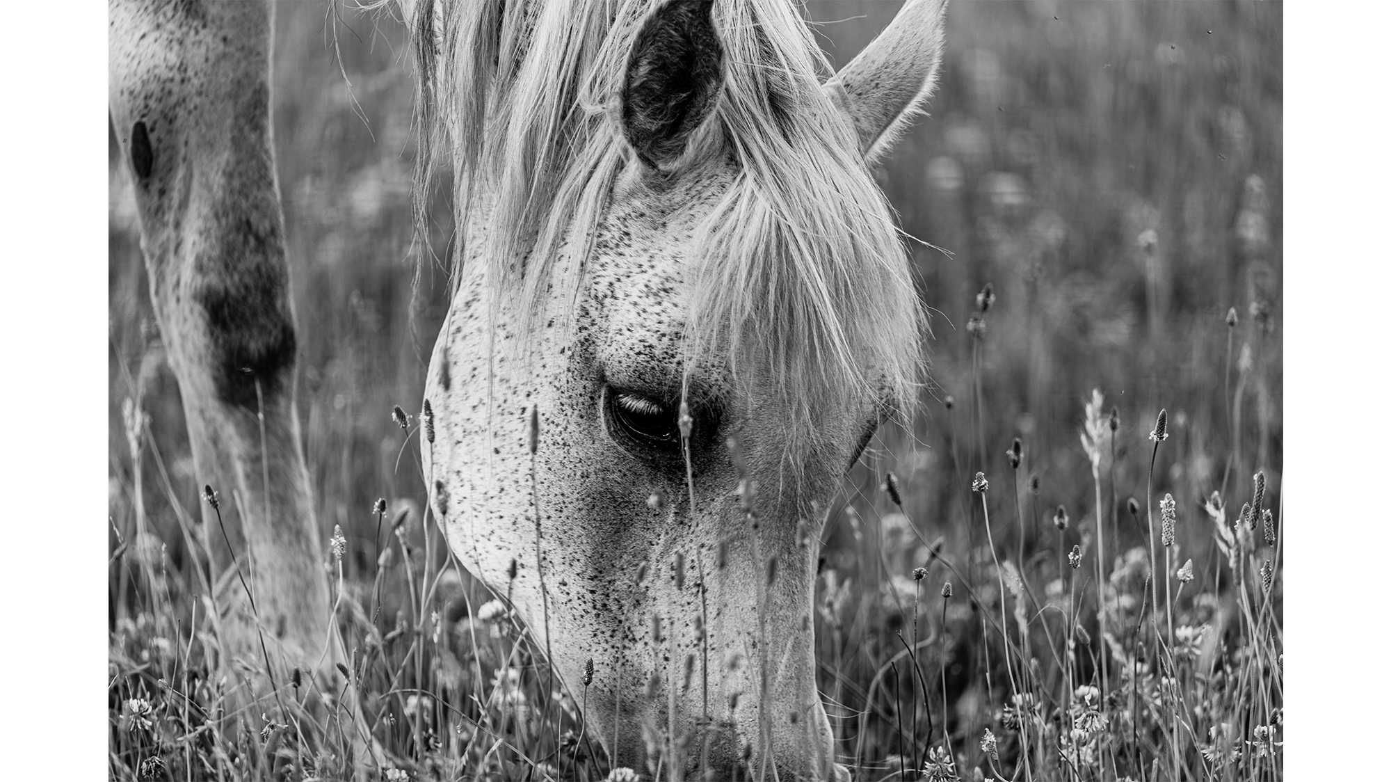 Black and white image of an Arabian horse grazing in a field