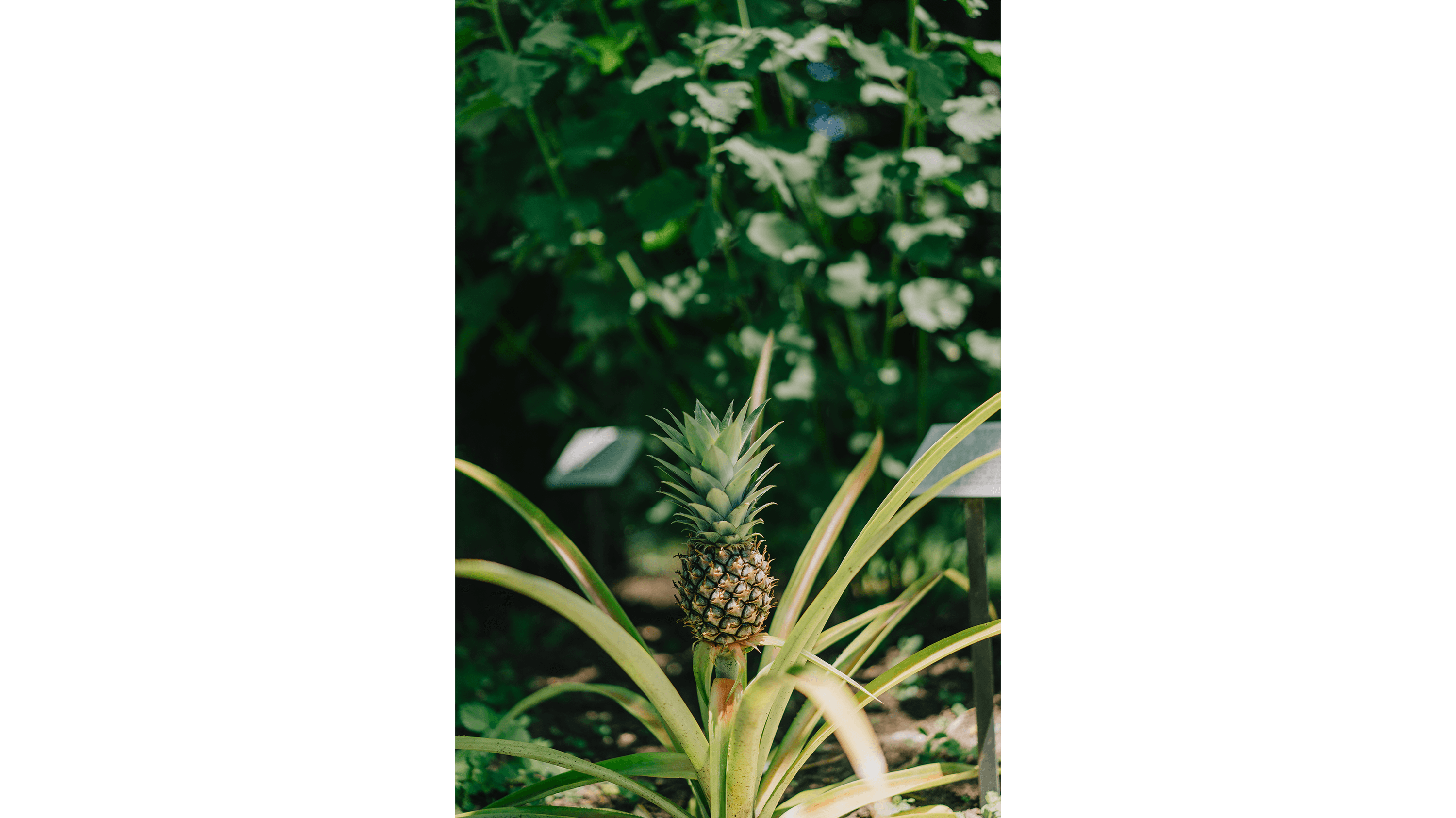 Pineapple in Beal Botanical garden