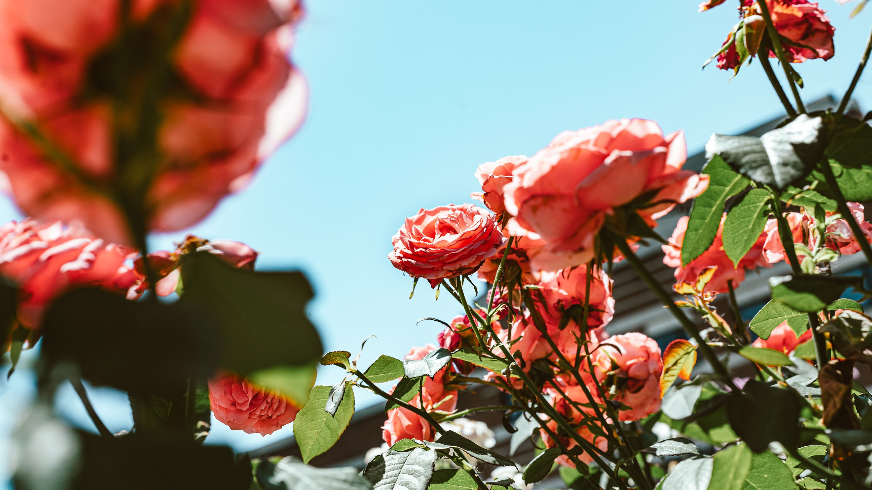 Roses