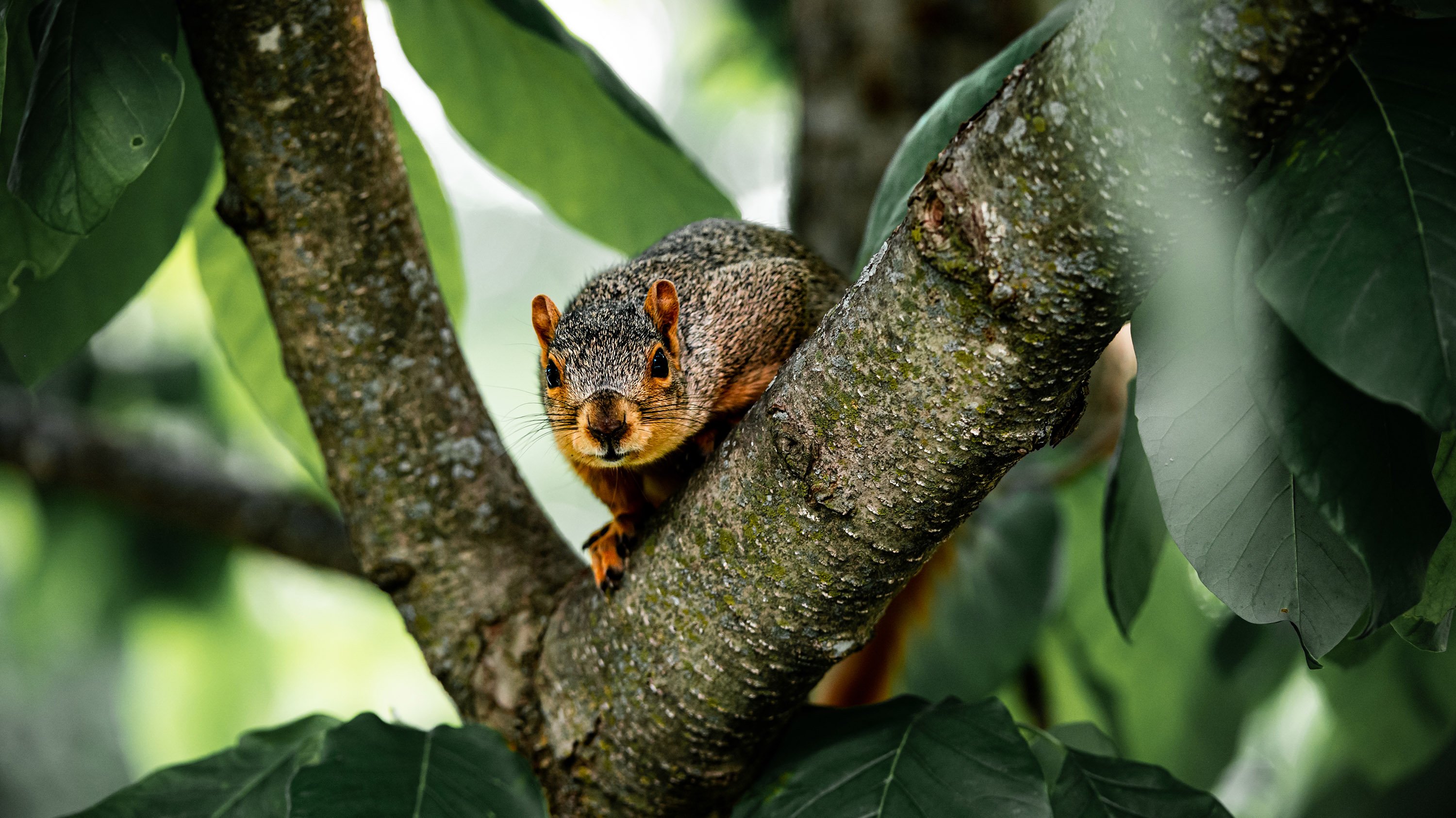 Squirrel standing on a tree branch