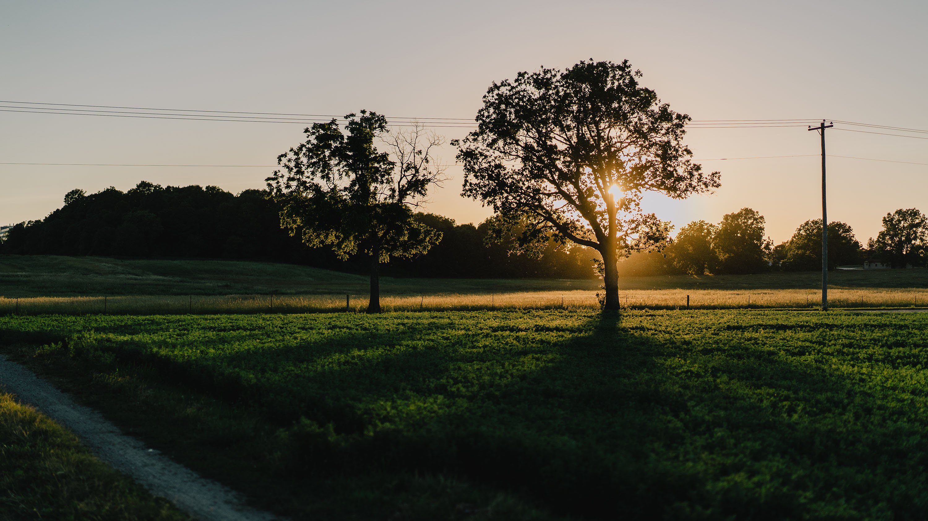 Sun rising over a field
