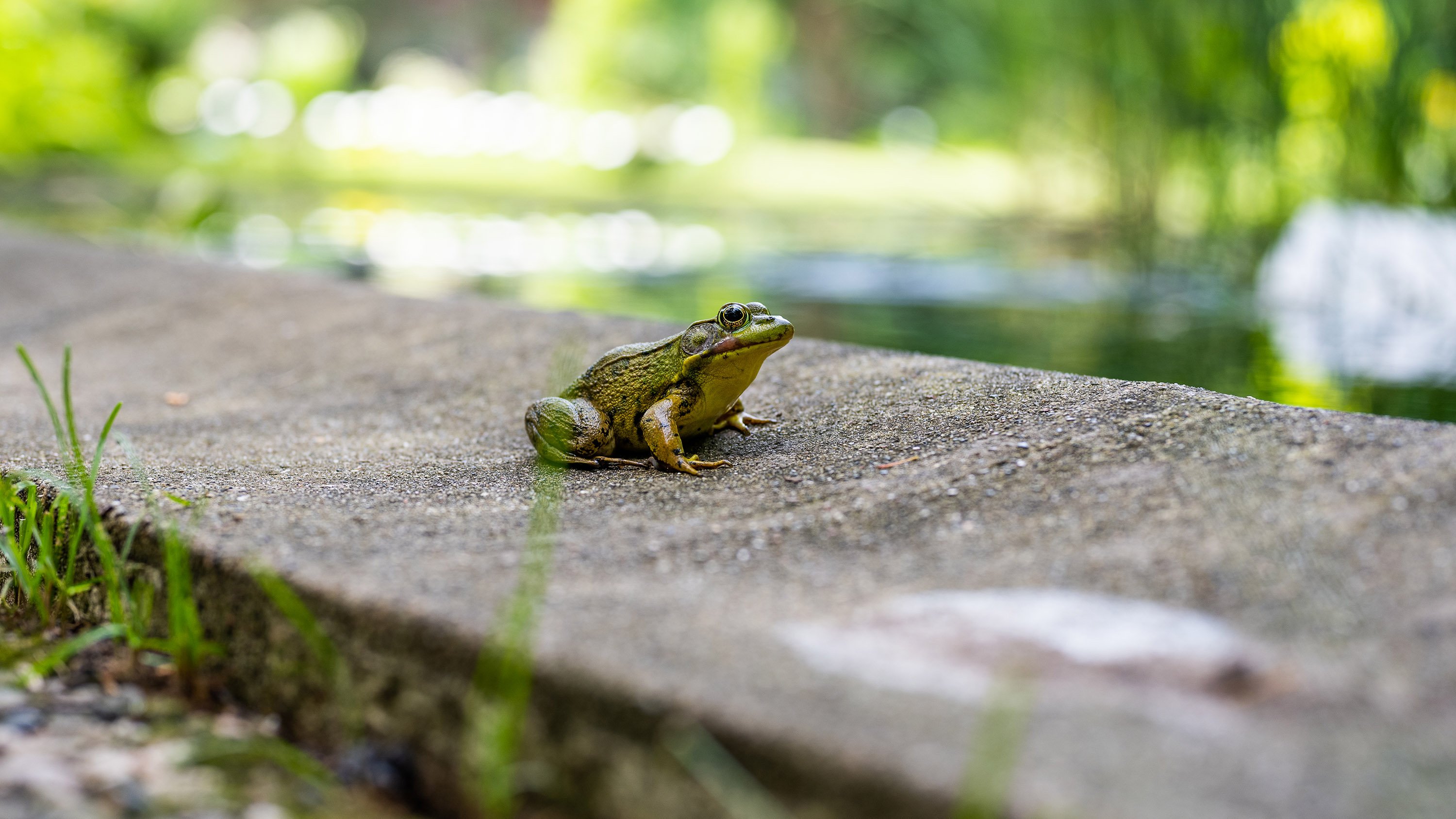 Frog near the pond of W.J. Beal Botanical Garden