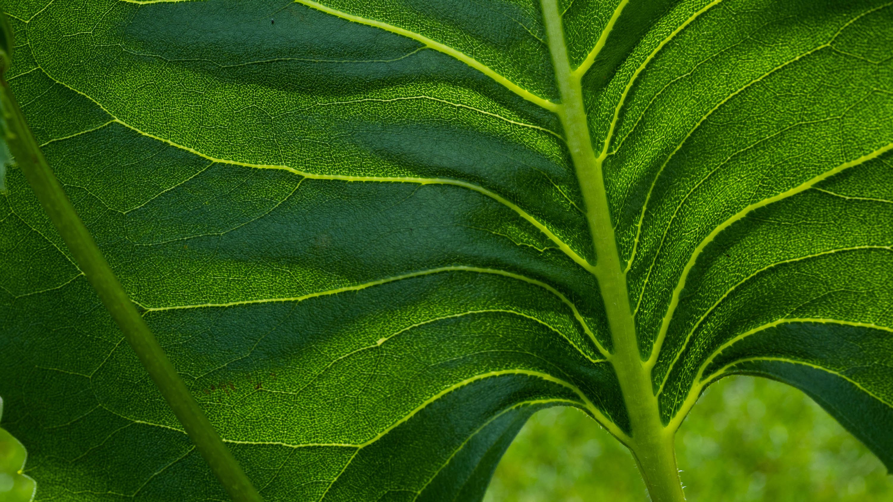 Elephant ear leaf