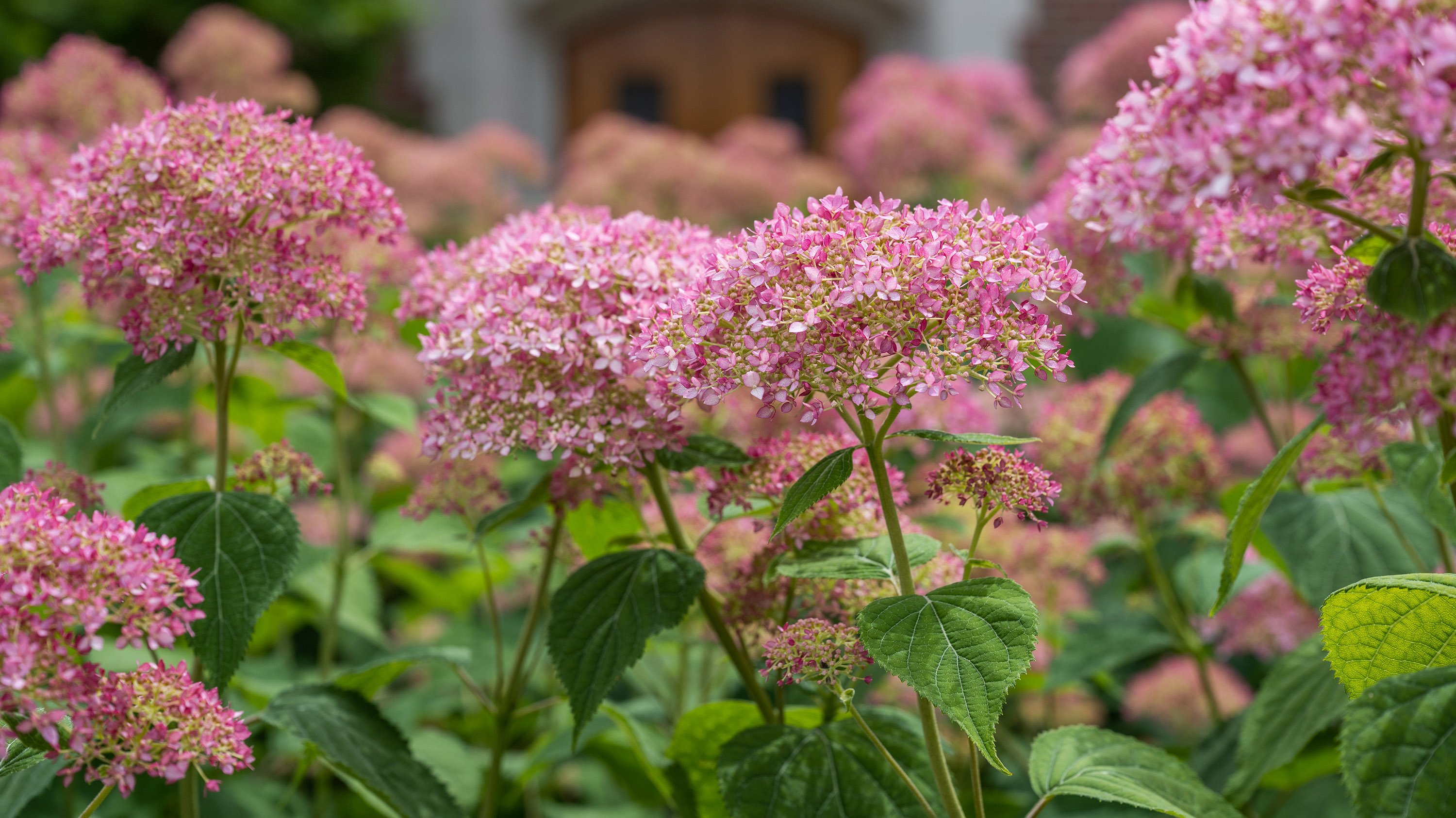 Pink hydrangeas in front of Alumni Chapel