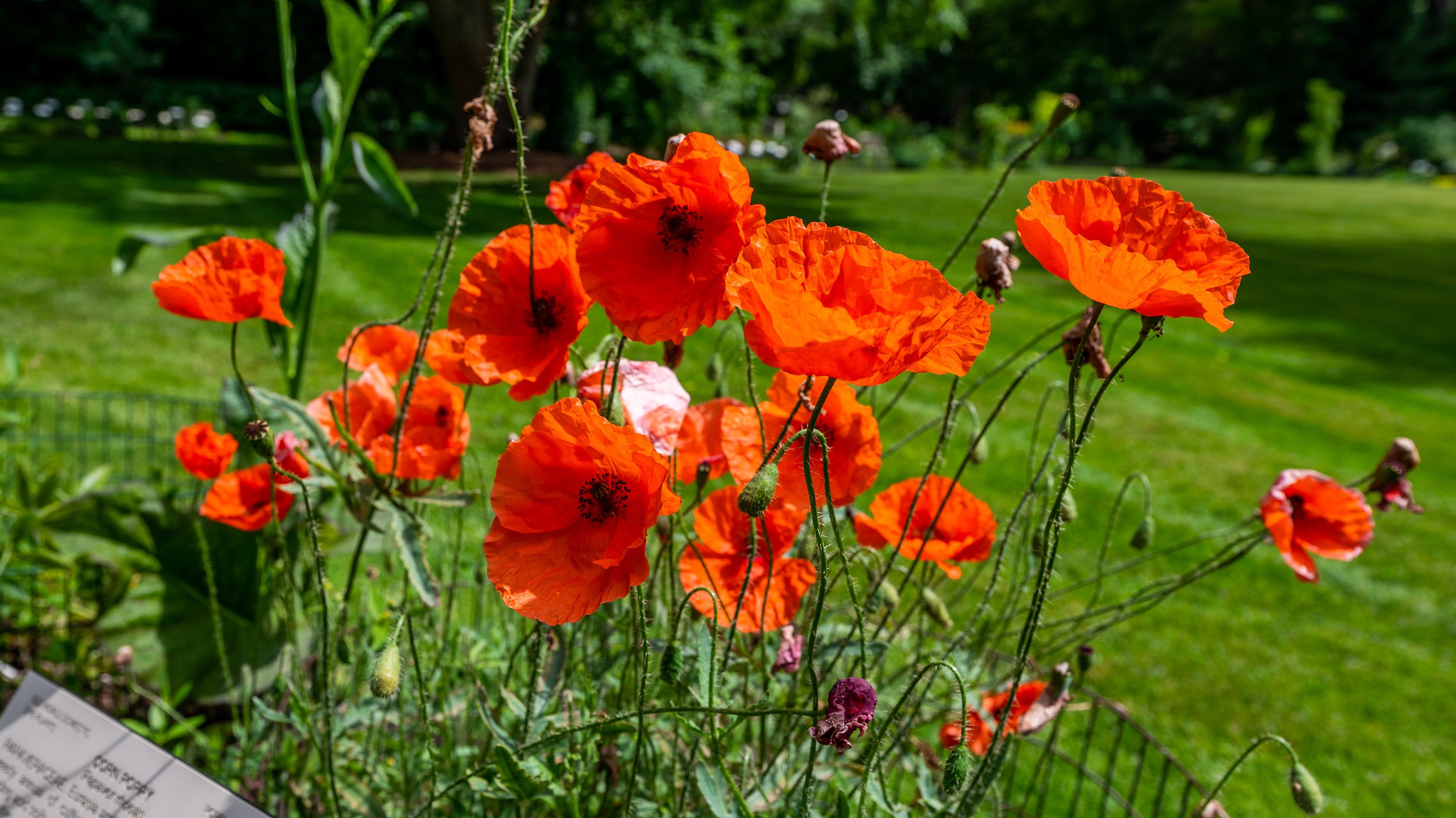 Corn poppies in the Beal Botanical Garden