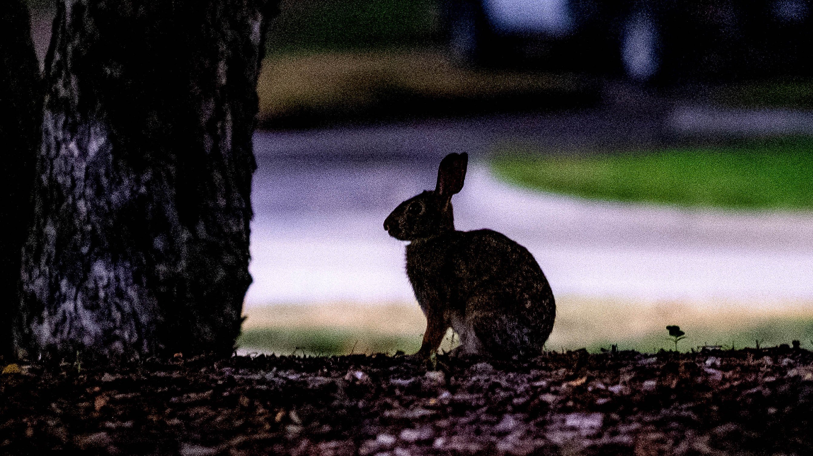 Silhouette of a rabbit next to a tree