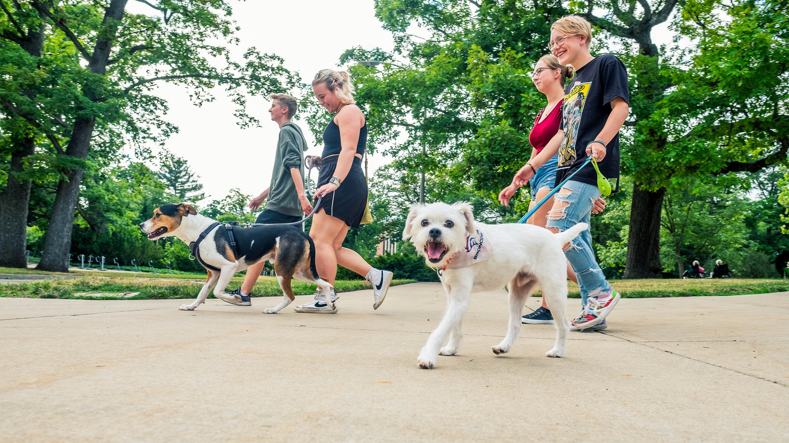 Dogs on a walk on campus