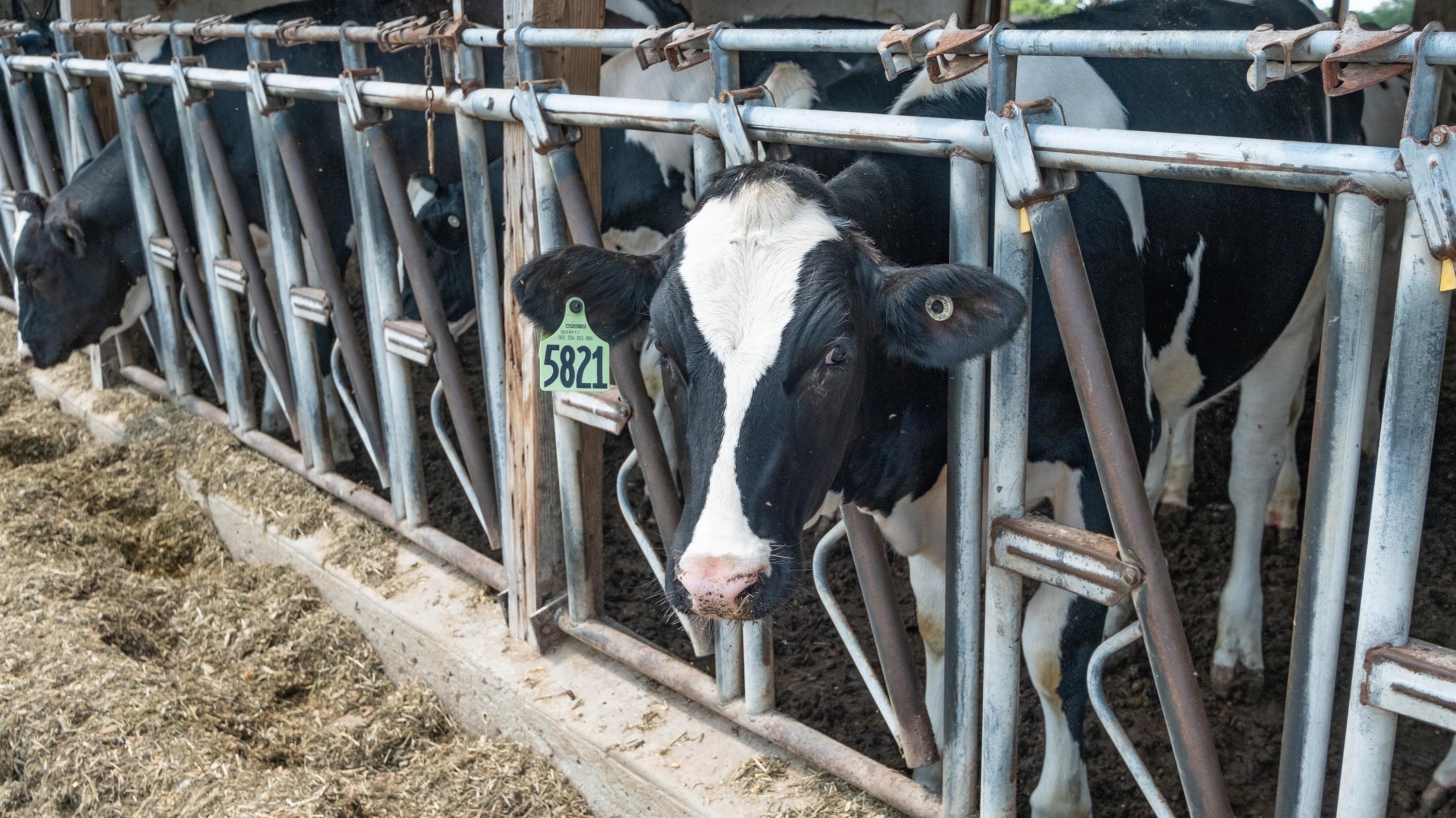 Cows behind gate at MSU Dairy Farm