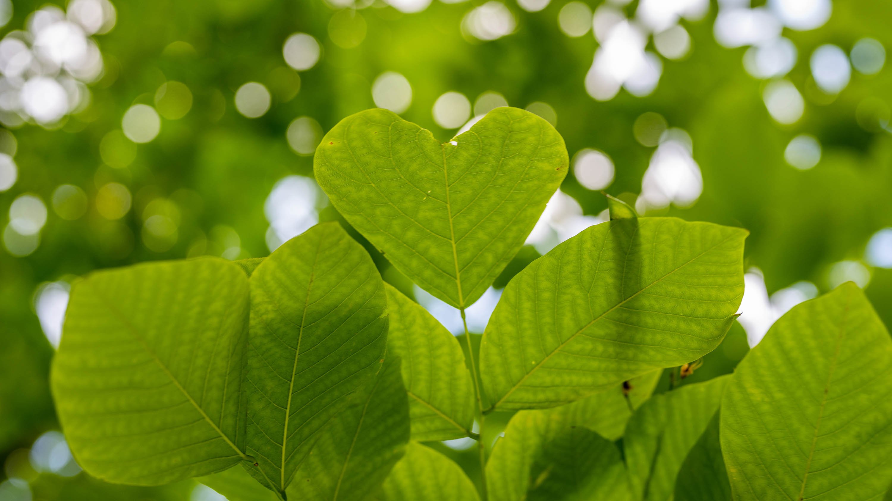 Heart-shaped leaf on a tree