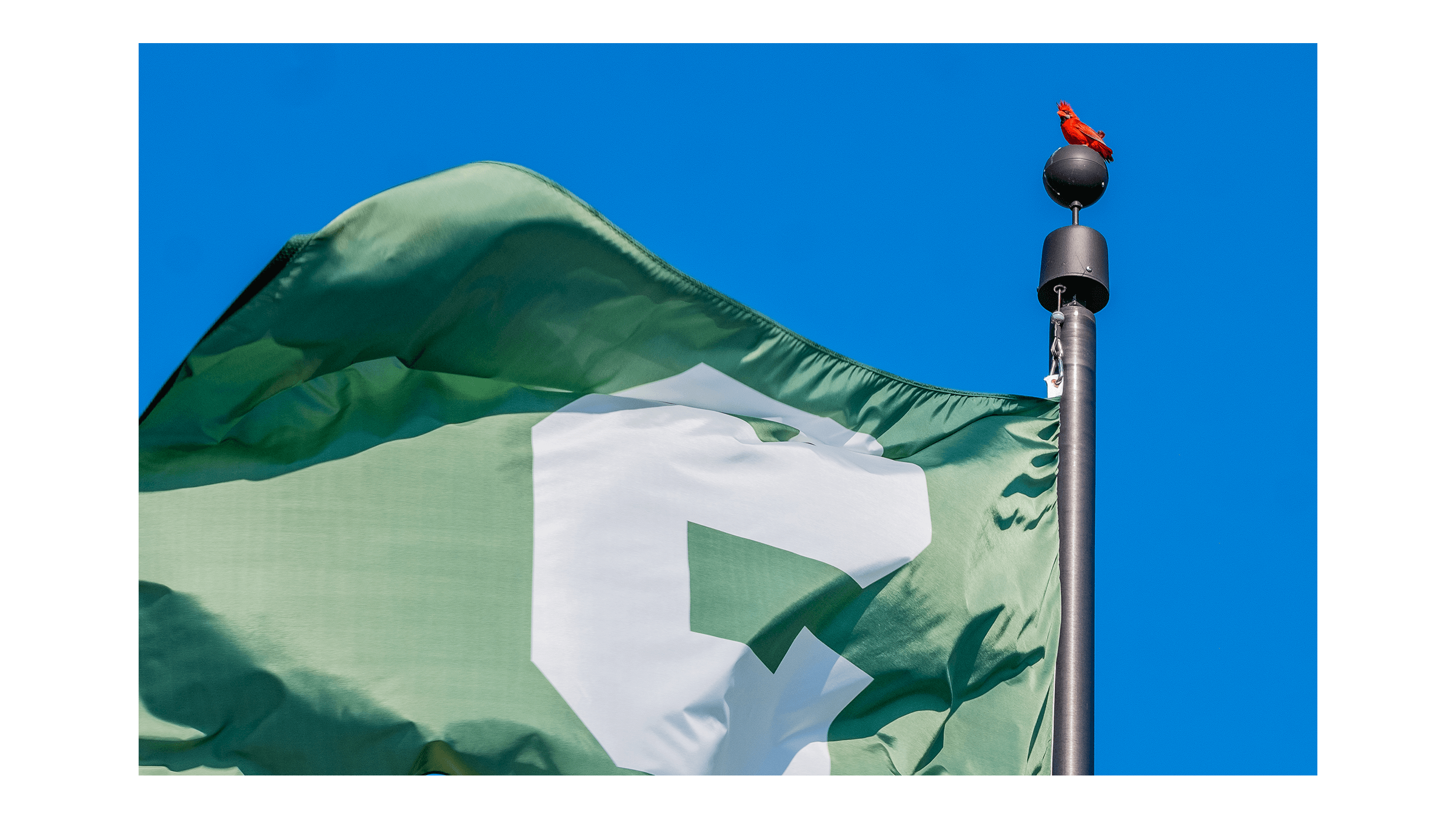 Red cardinal perched atop a flagpole above a 'Block S' flag