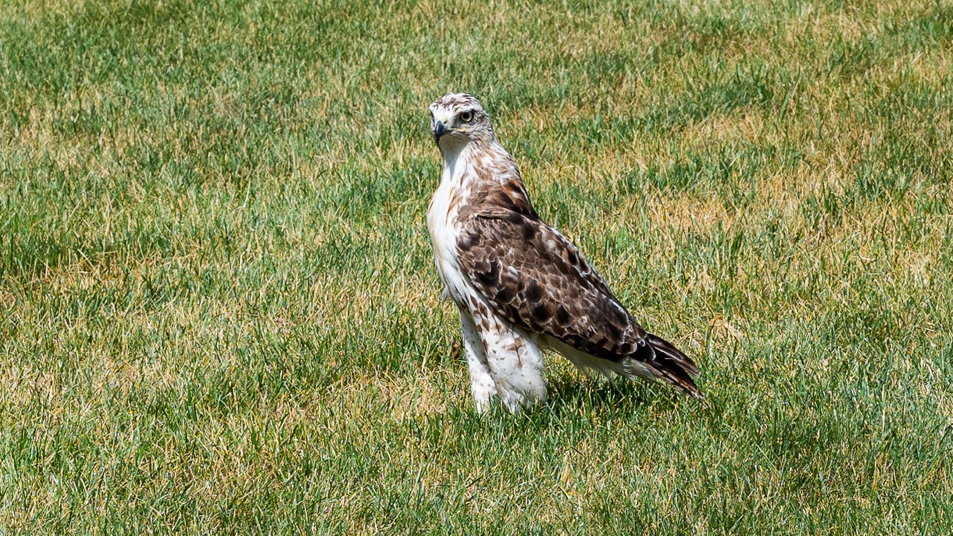 Red-tail hawk sitting on a grassy lawn