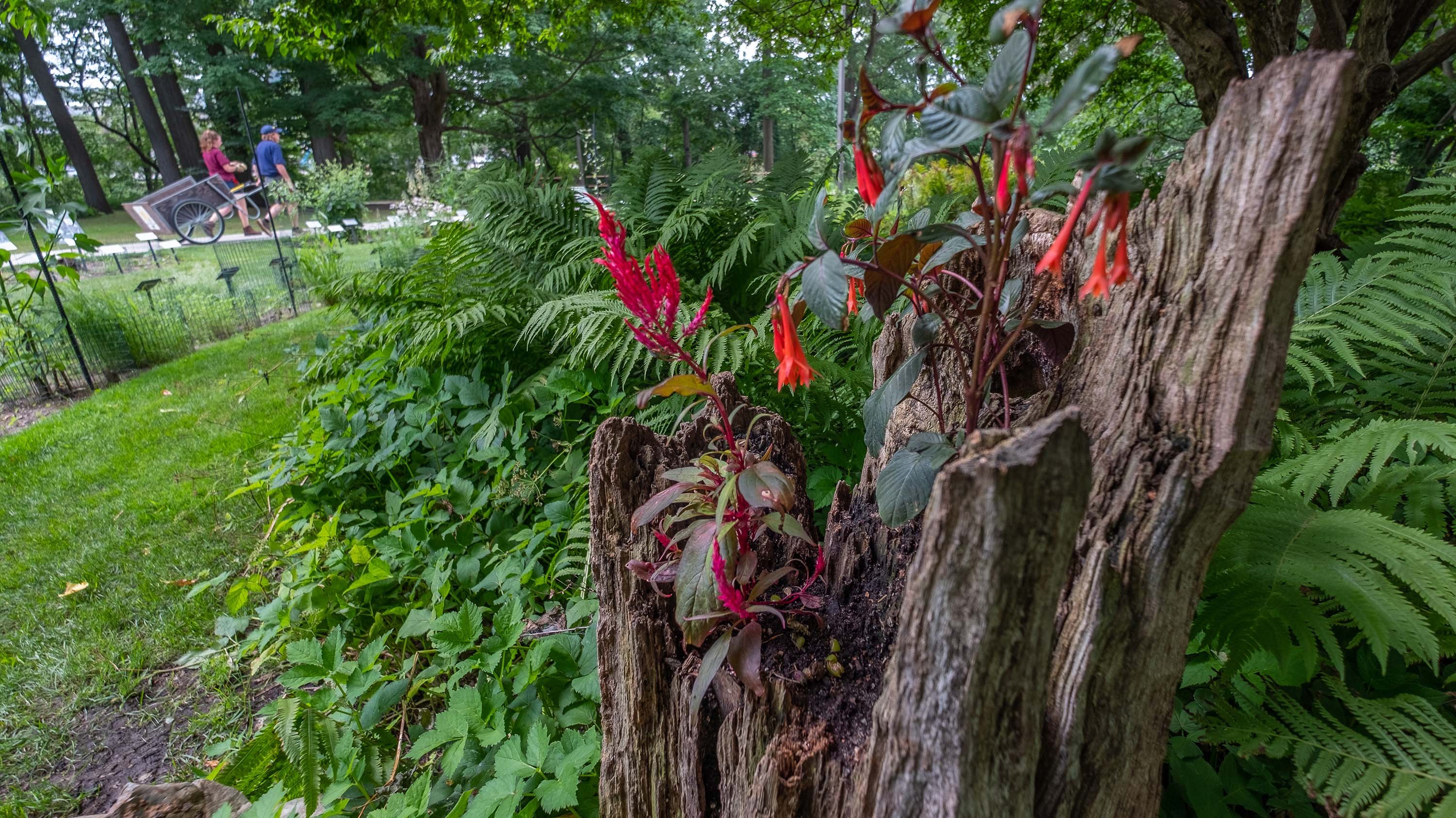 Red flowers growing out of an old tree stump