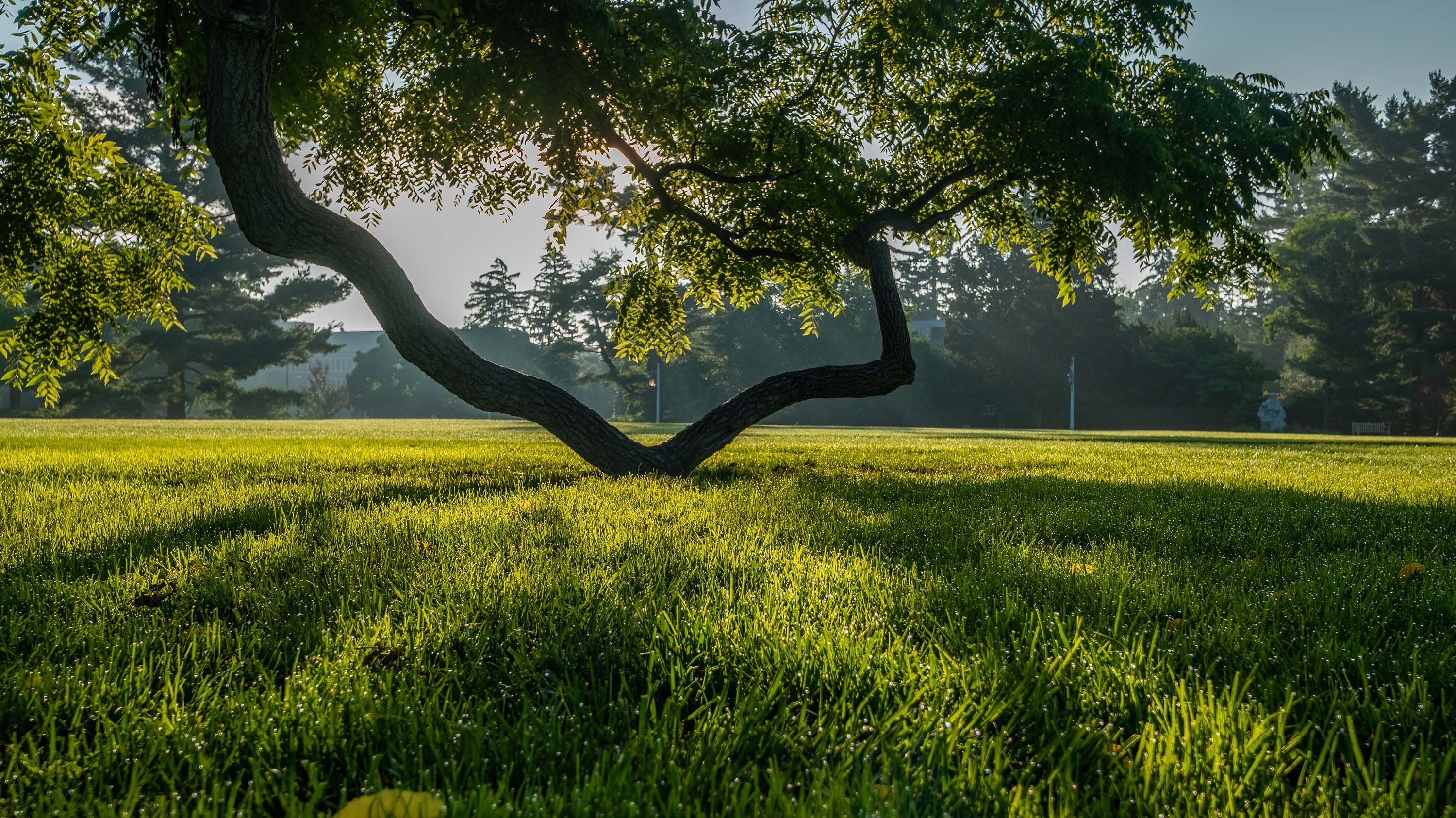 A walnut tree with a branch that dips low to the ground, in Marshall-Adams Field