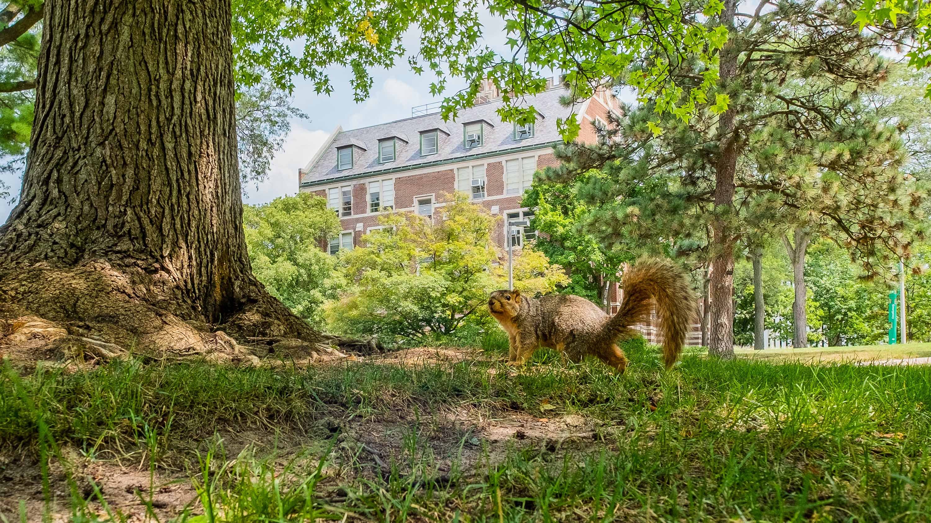 Squirrel running on the ground near a tree