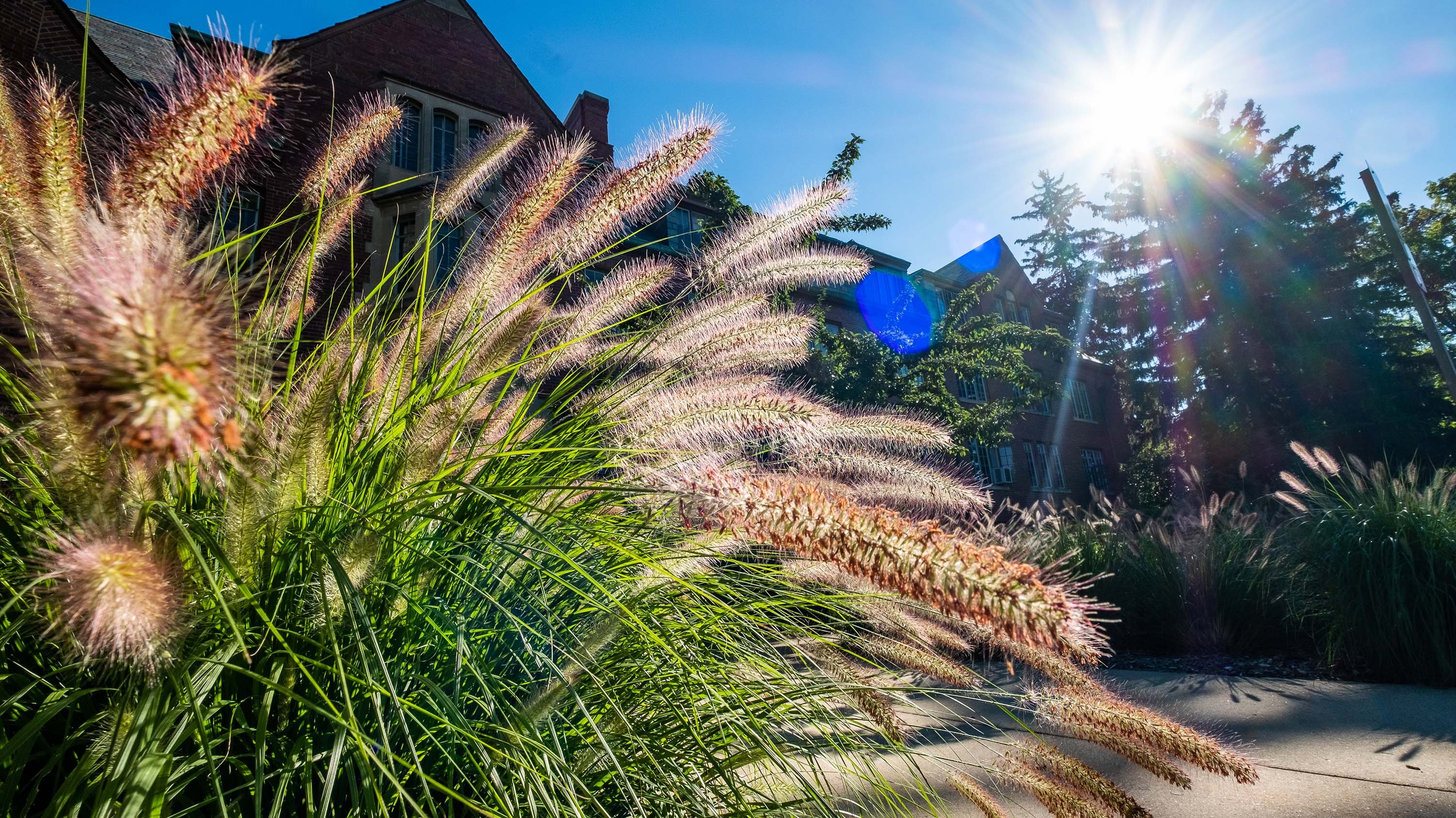 Purple fountain grass illuminated by the sun, in front of Williams Hall