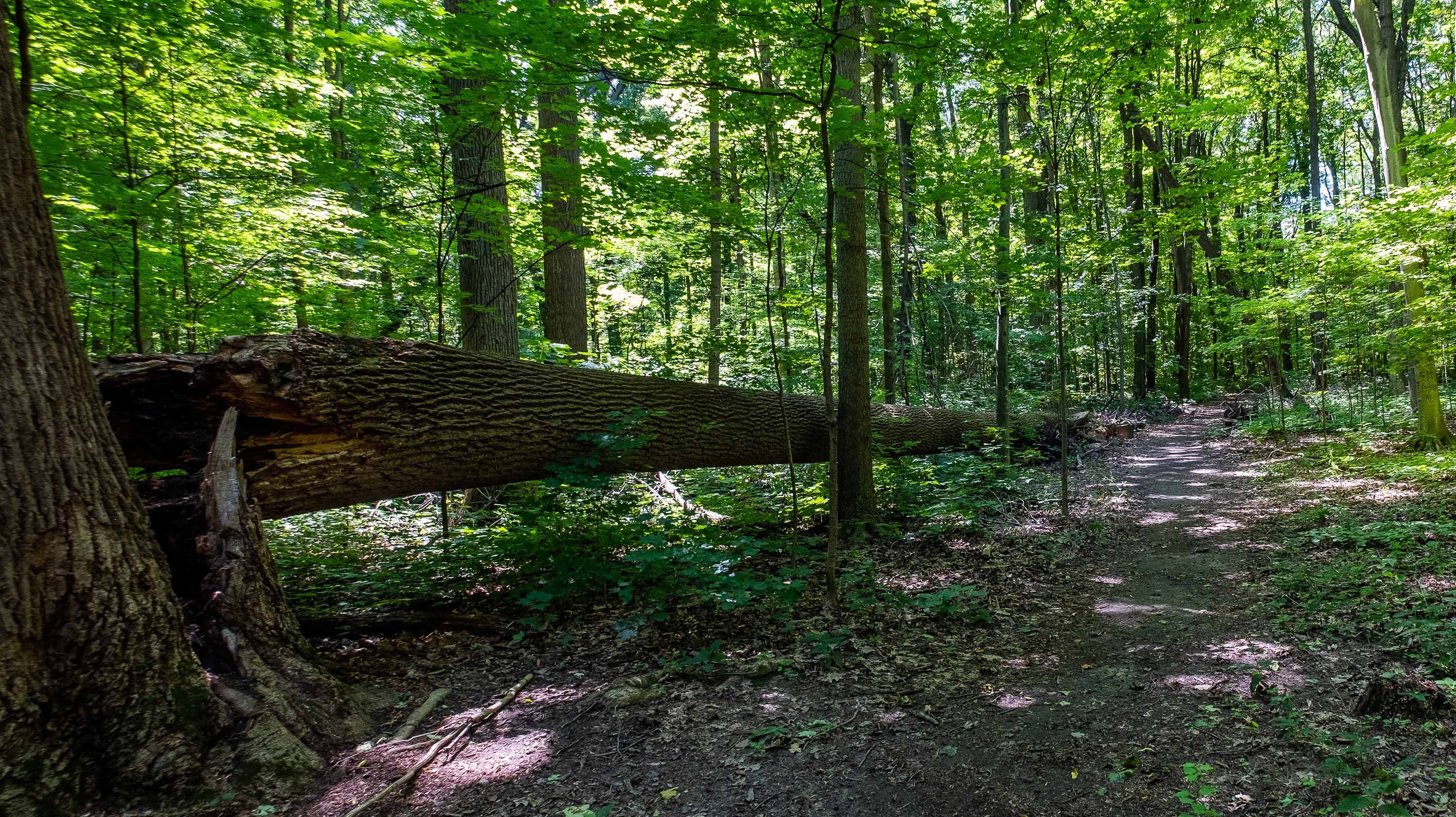 Fallen tree in Baker Woodlot