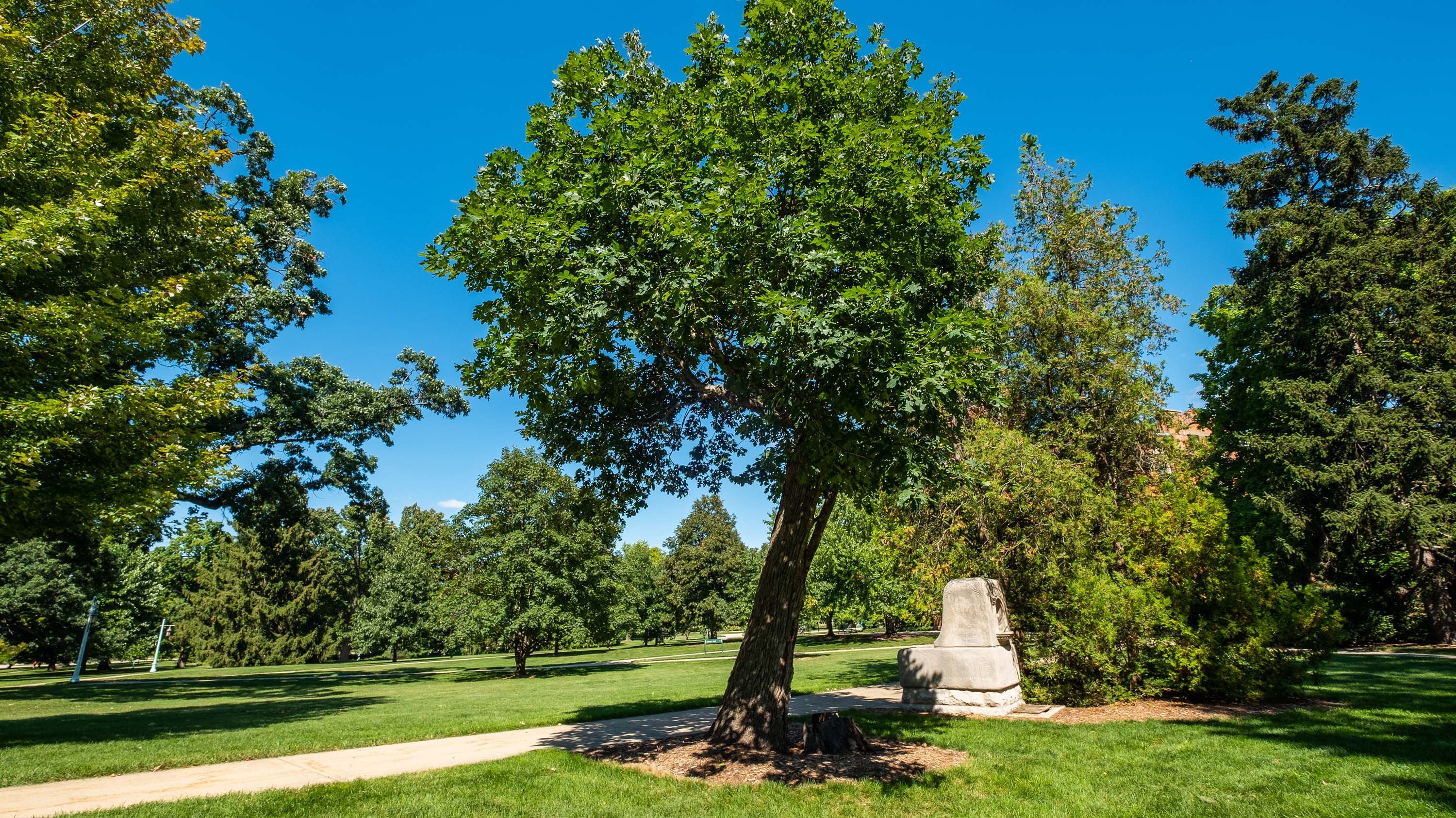 Resilient Oak tree