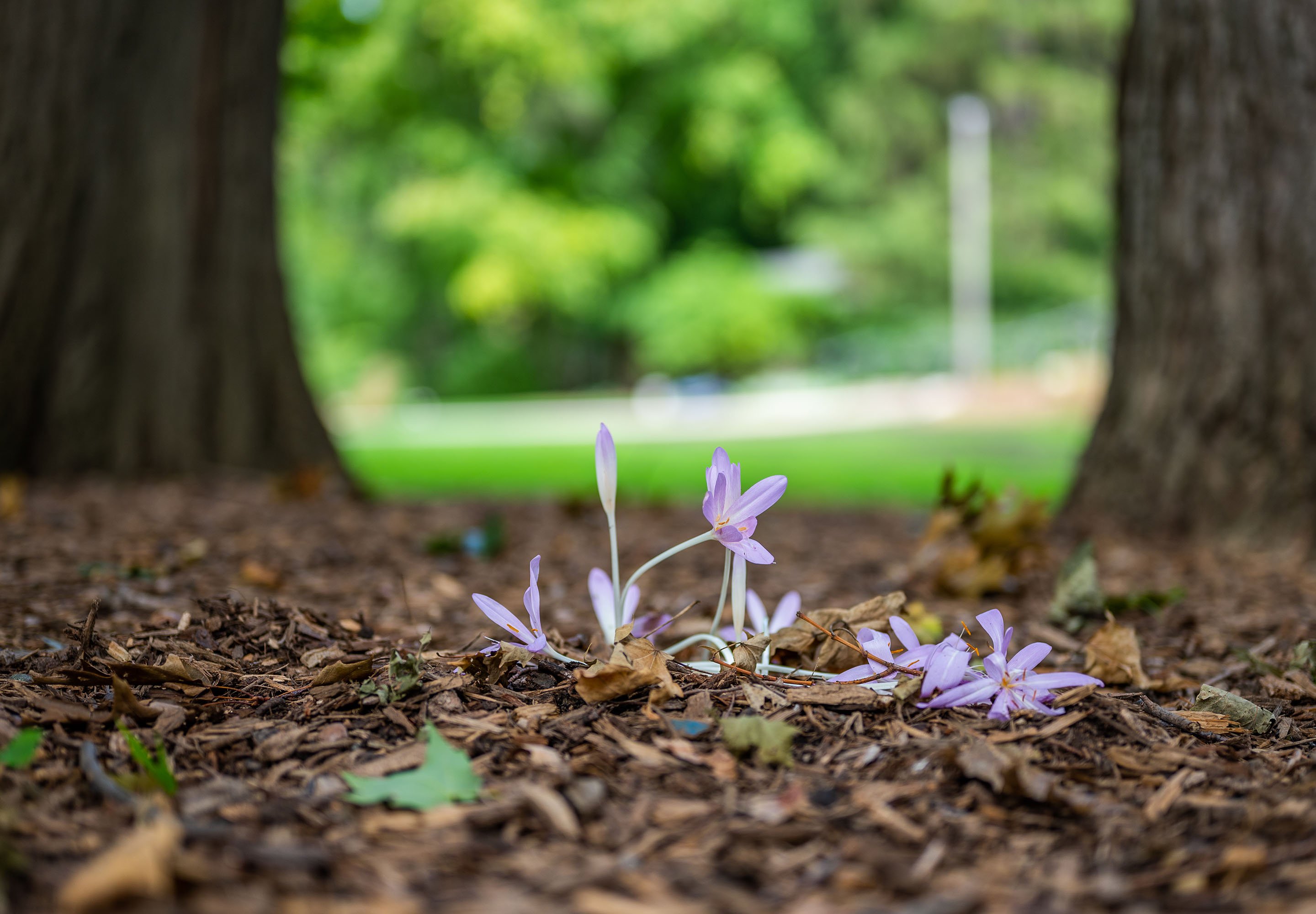 On the first day of fall, an autumn crocus peaks out from the ground at the W.J. Beal Botanical Garden. Photo by Derrick L. Turner.