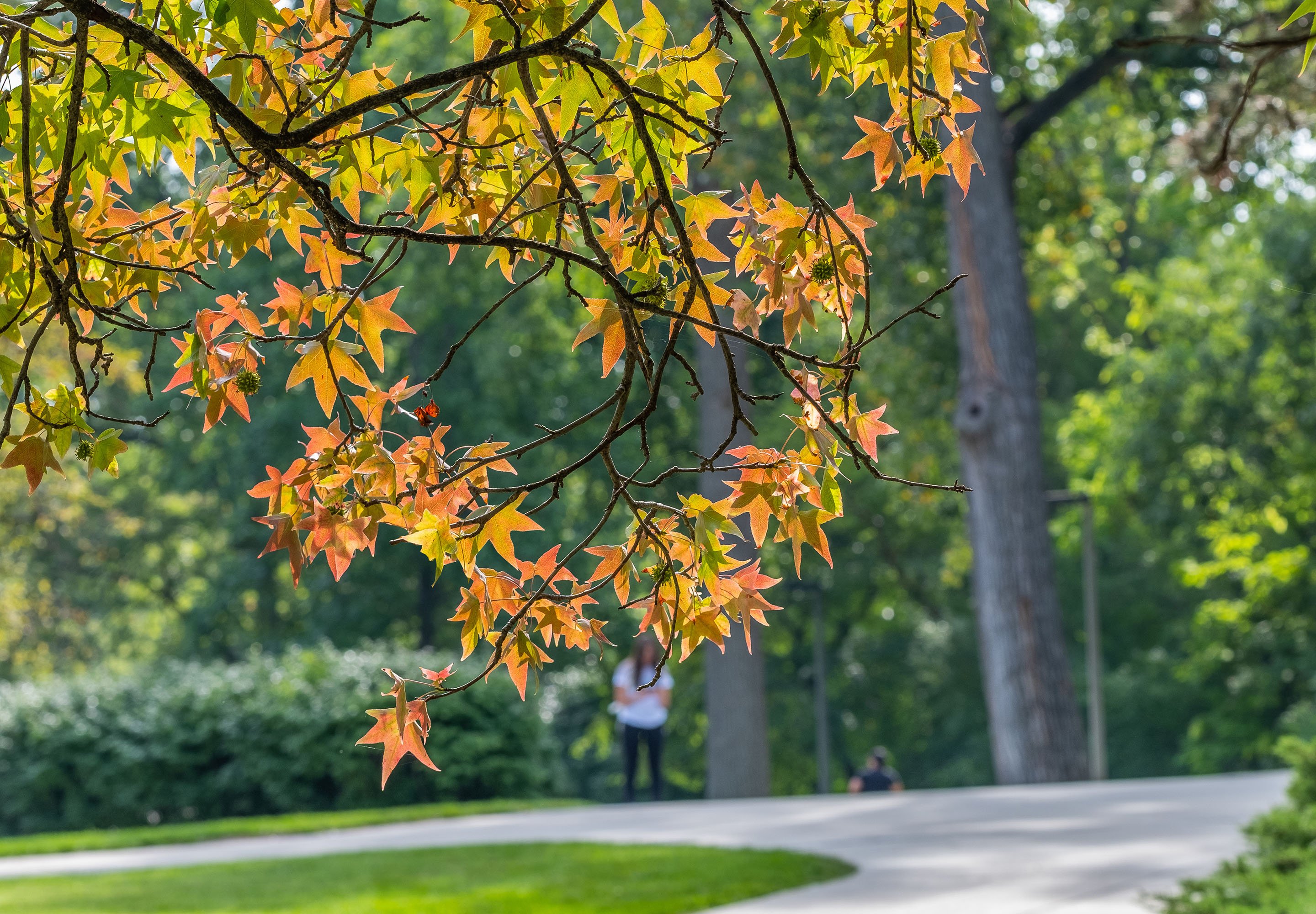 Orange, yellow and green leaves form a heart on a tree.