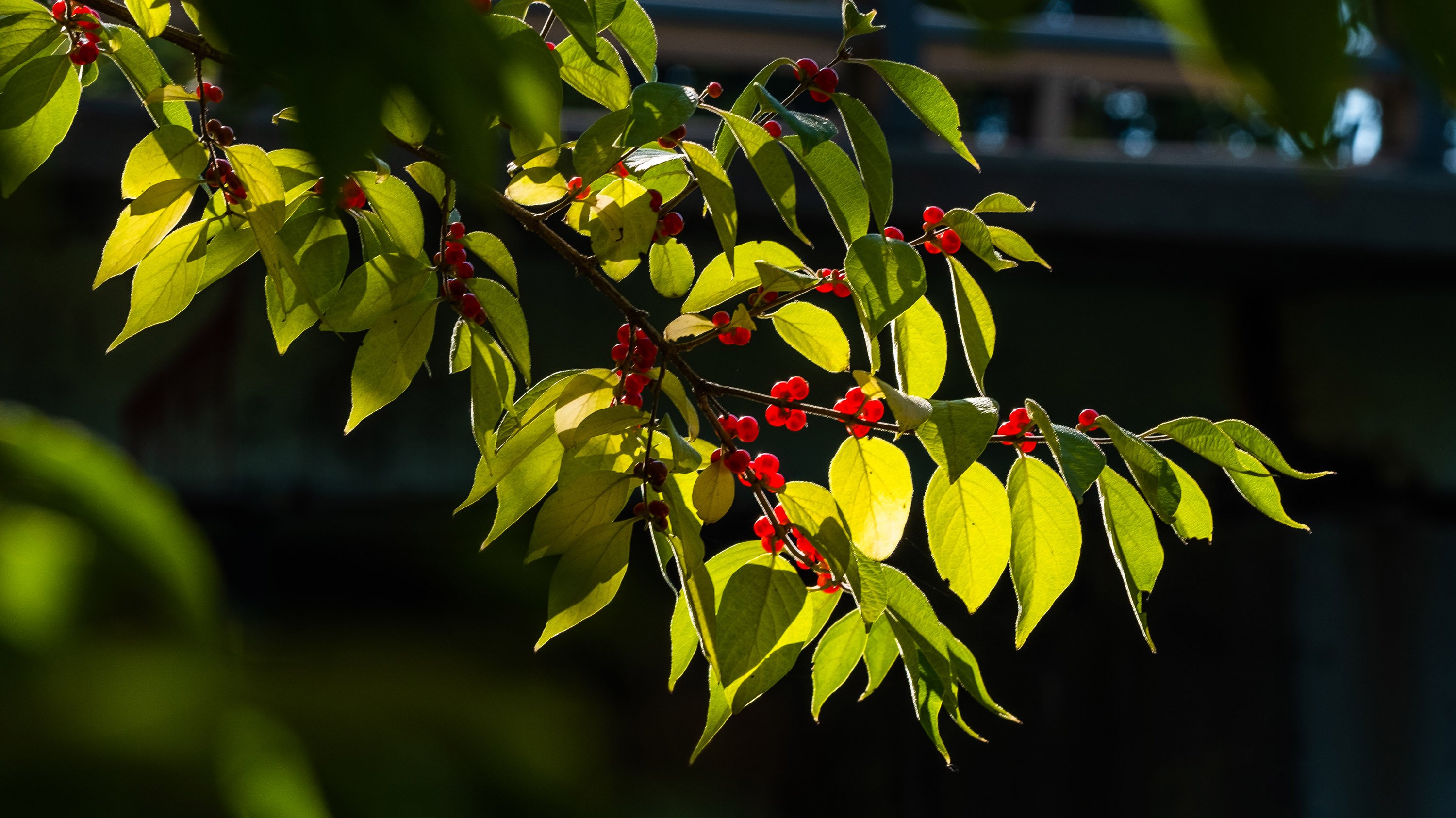 Berries on a branch