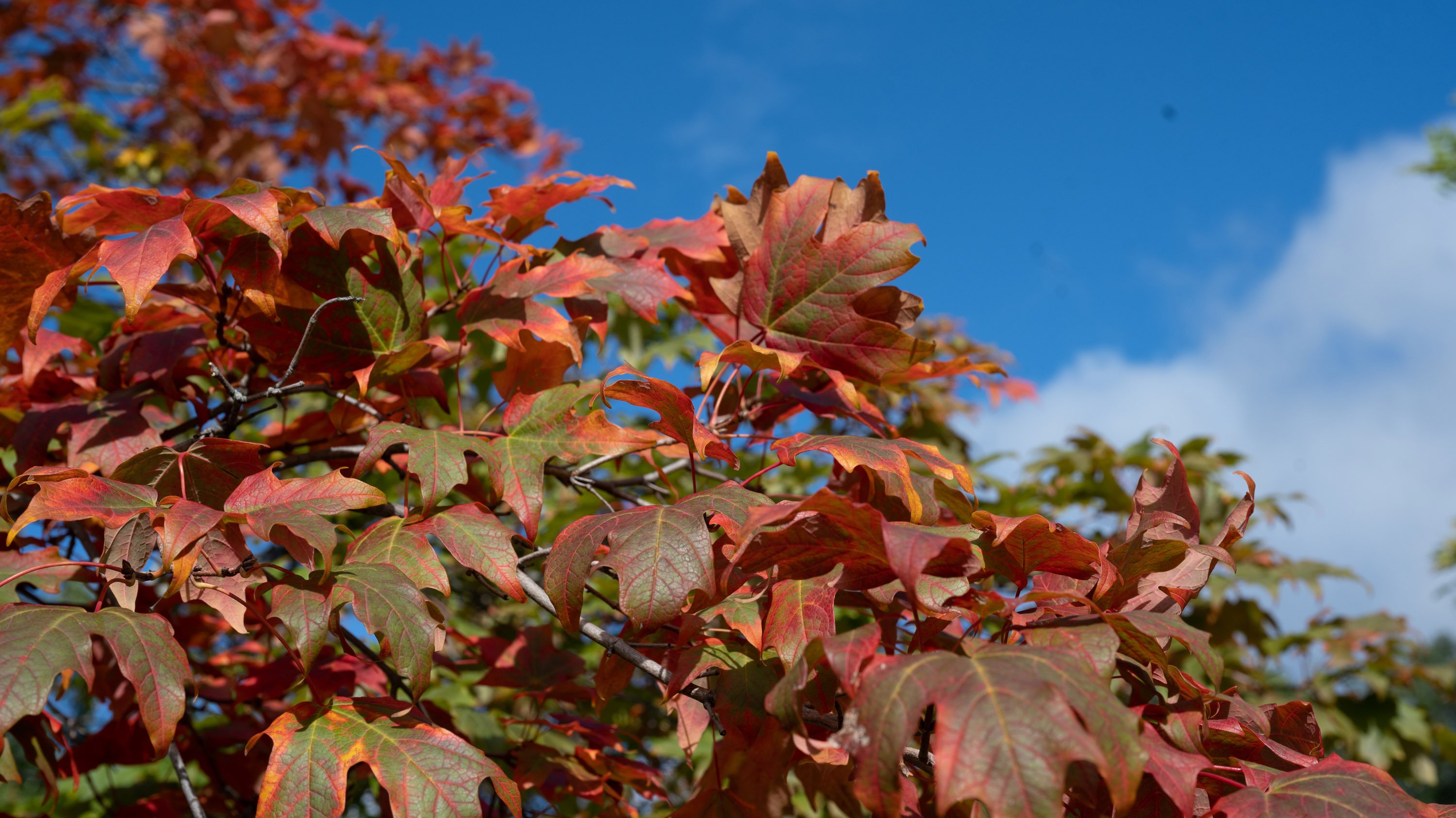 Leaves turning red in fall