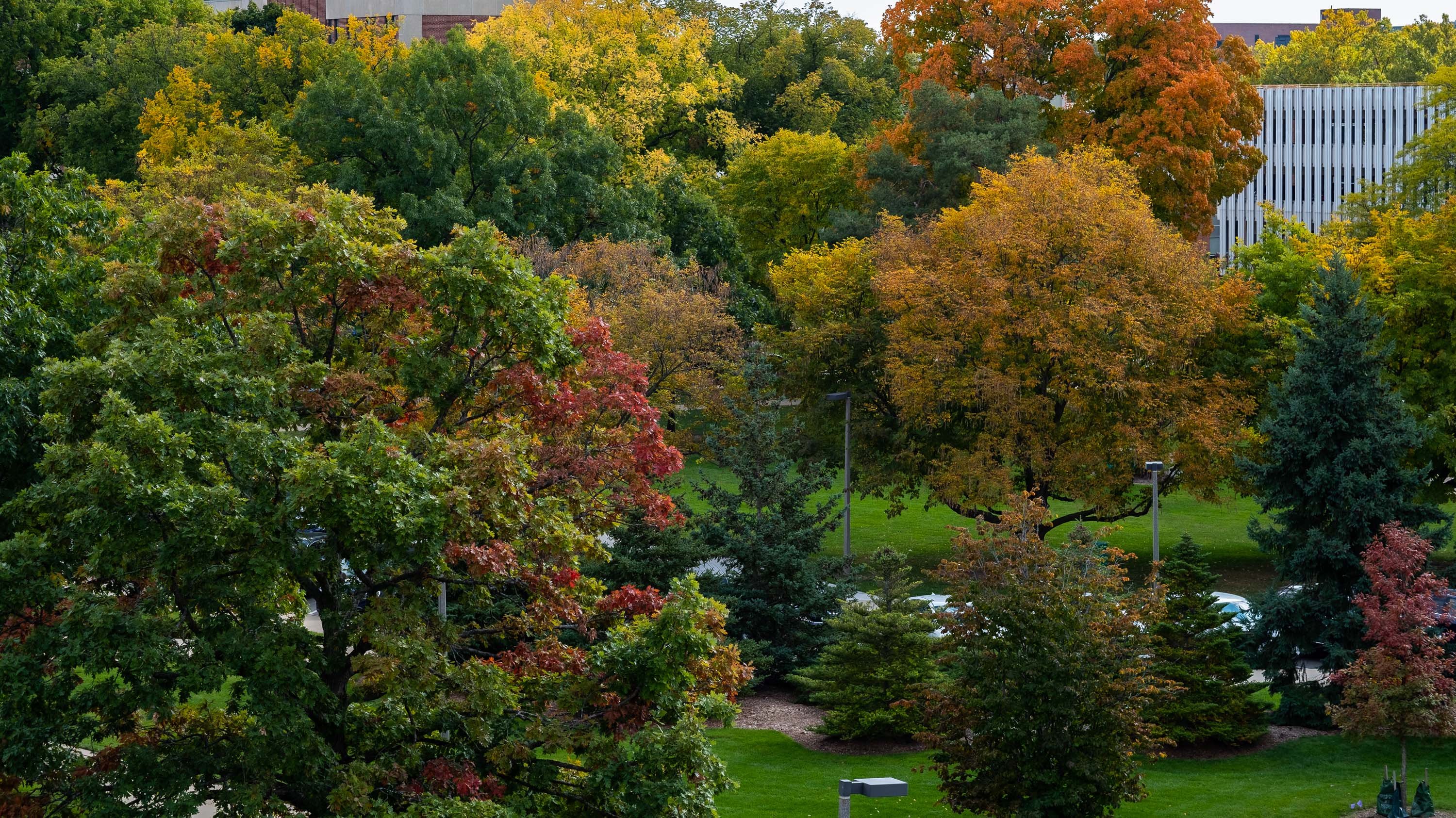 Autumnal trees on campus