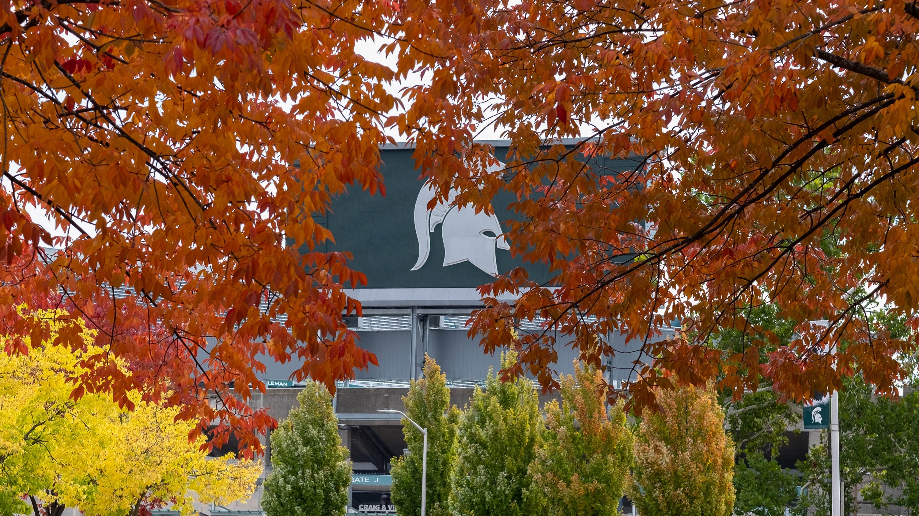 Autumn leaves in front of Spartan Stadium
