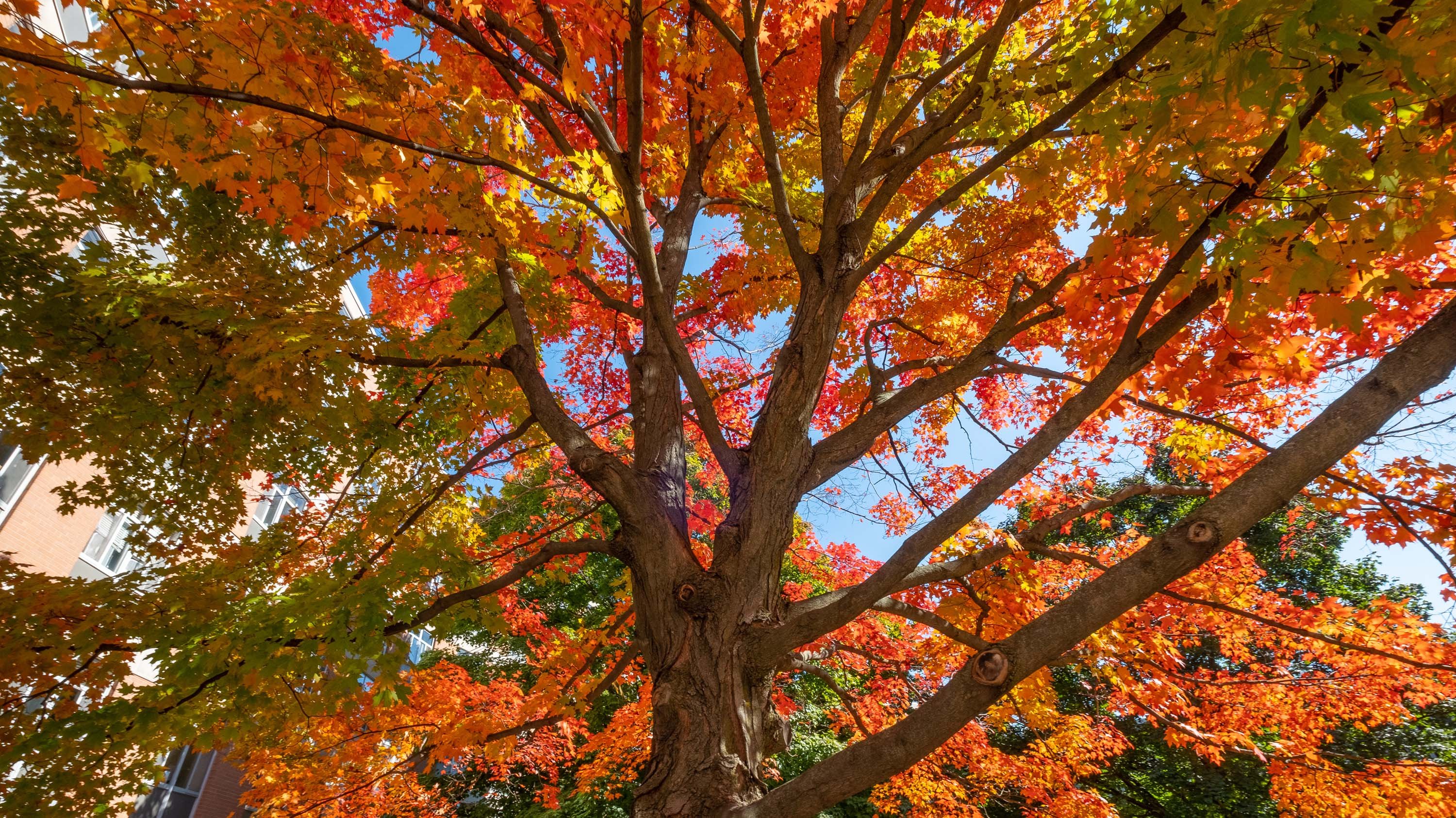 Maple tree in autumn