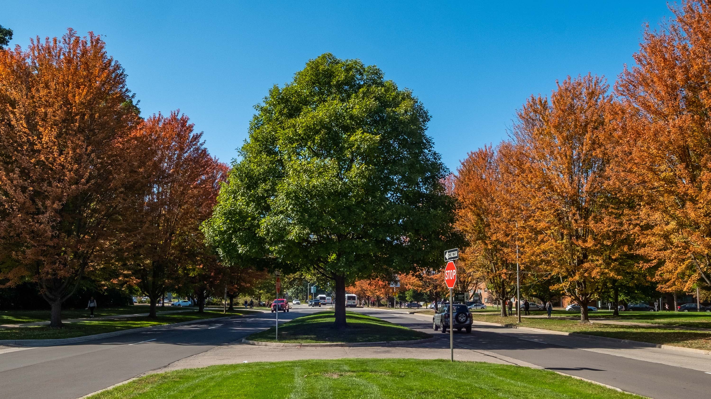 Autumn trees on campus, with one green-leaved tree in the center