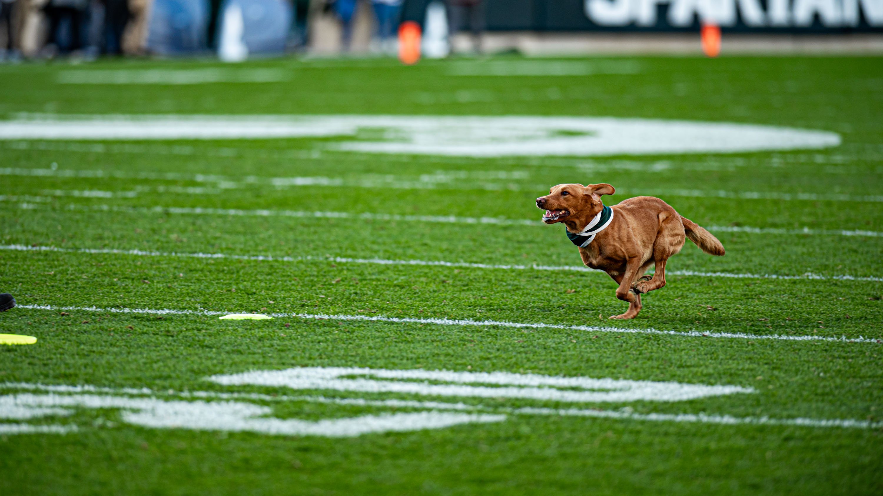 Zeke the Wonderdog running after a frisbee