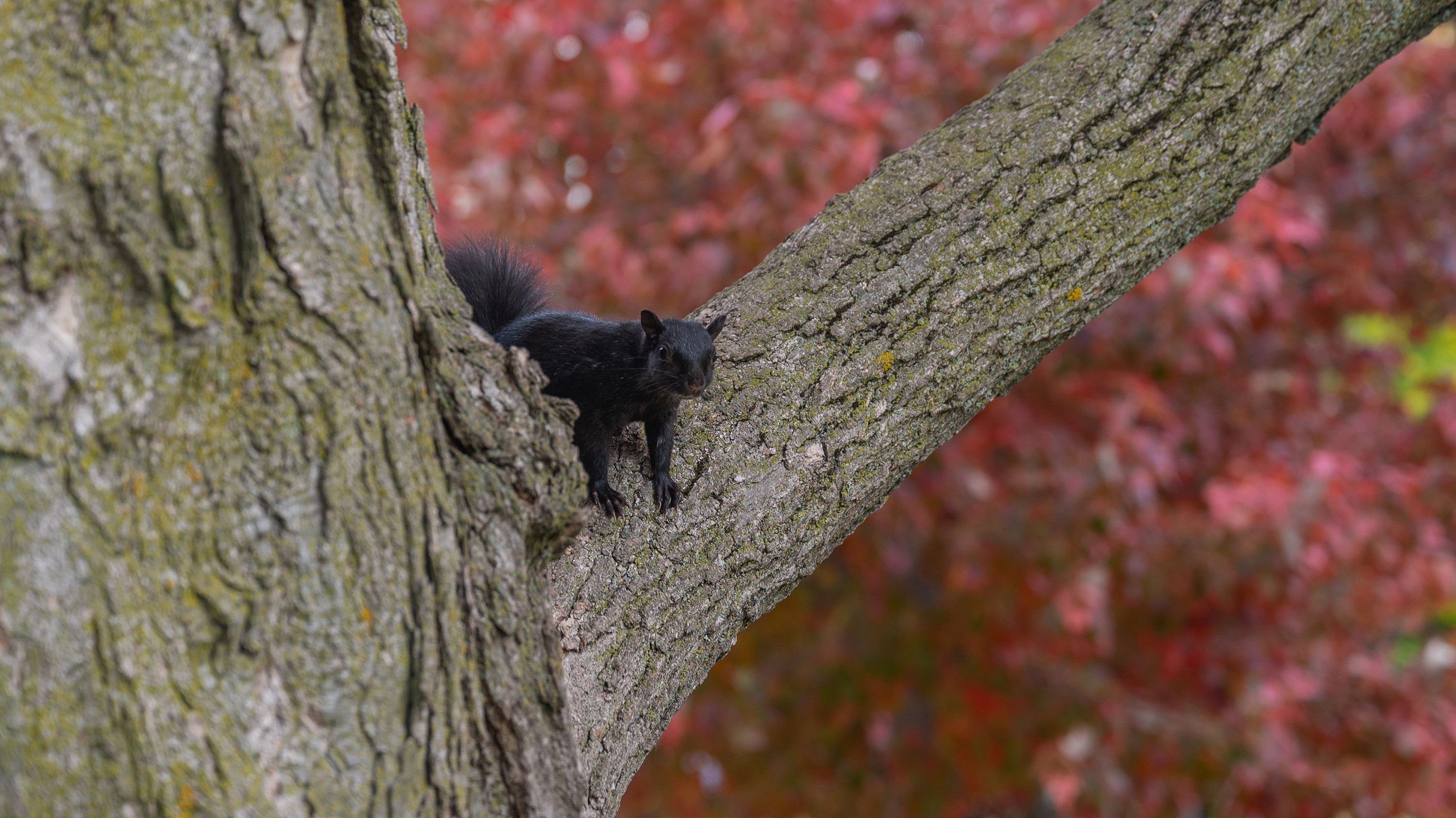 Black squirrel in a tree