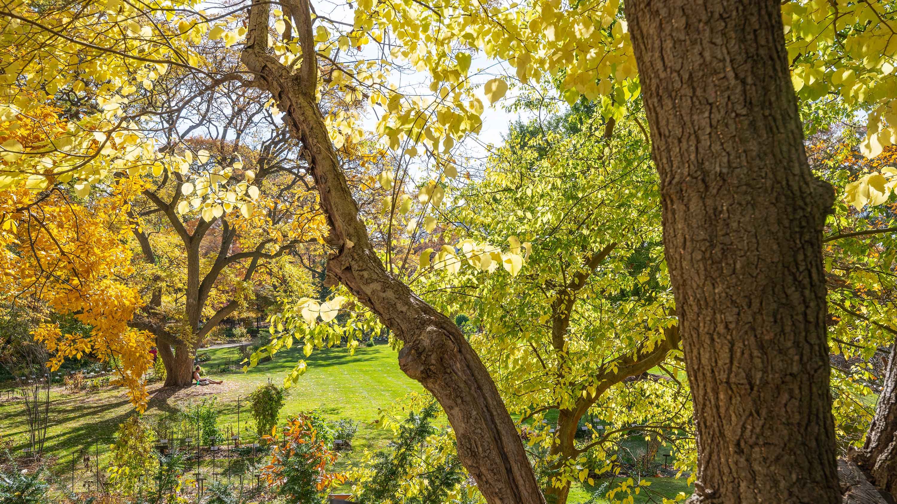Yellow and green leaves in Beal garden
