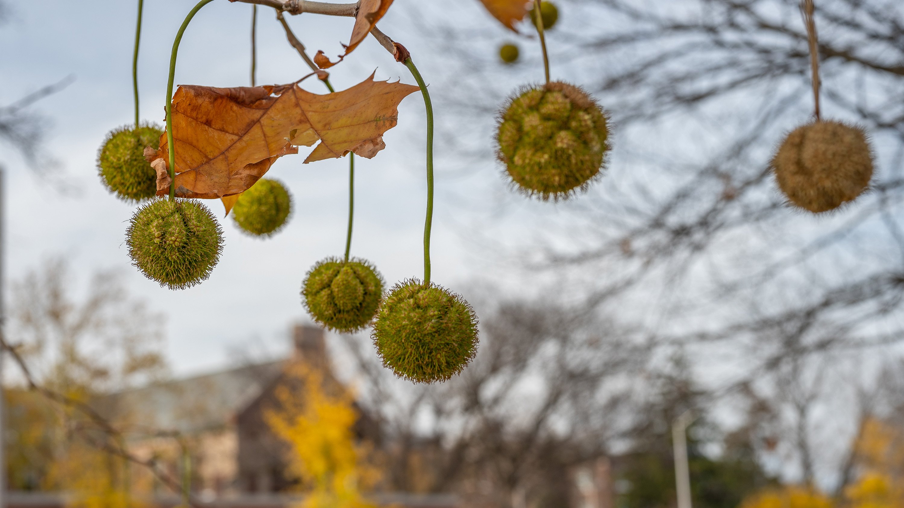 Sycamore seed pods