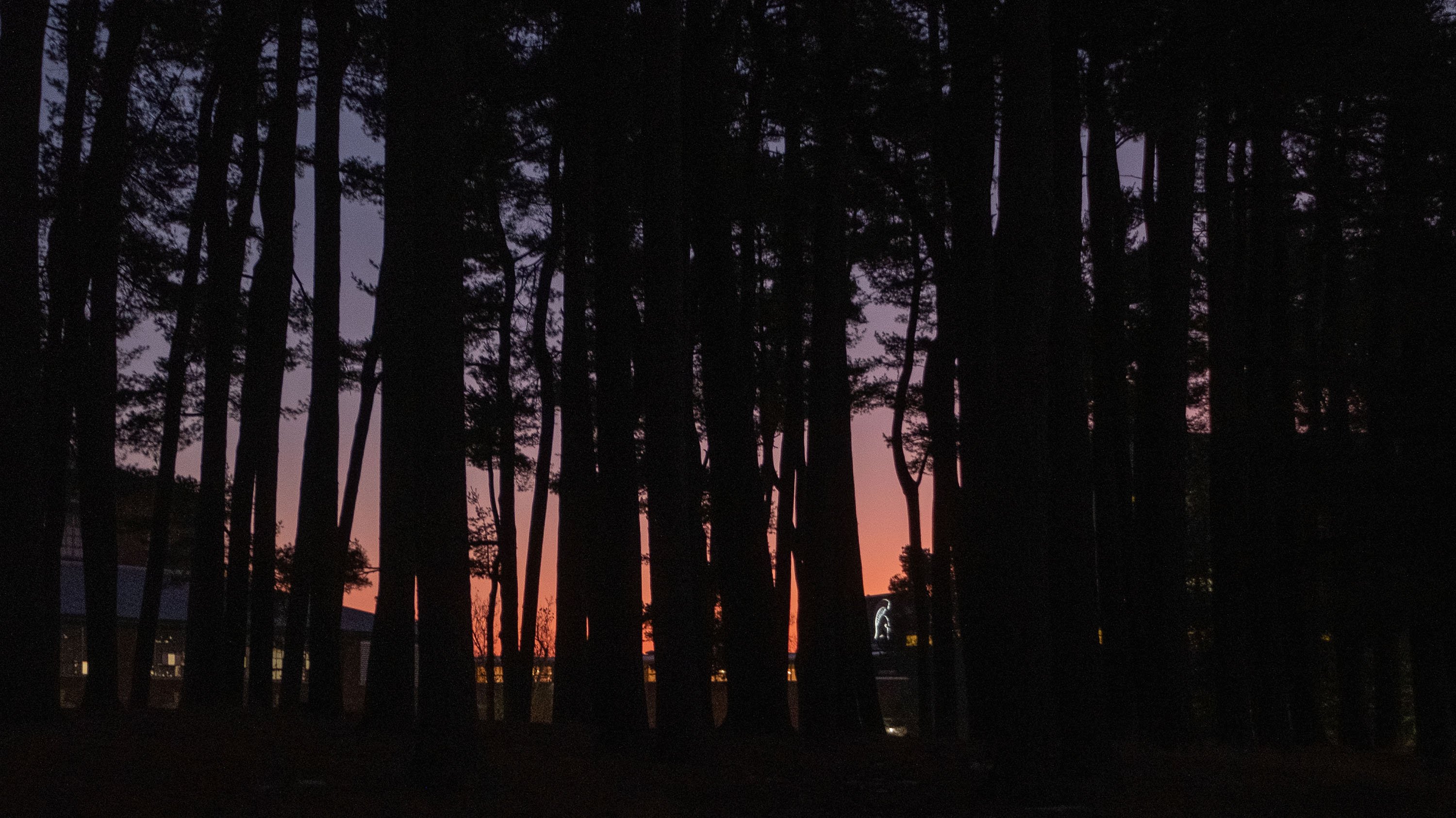 Munn Pinetum at sunrise
