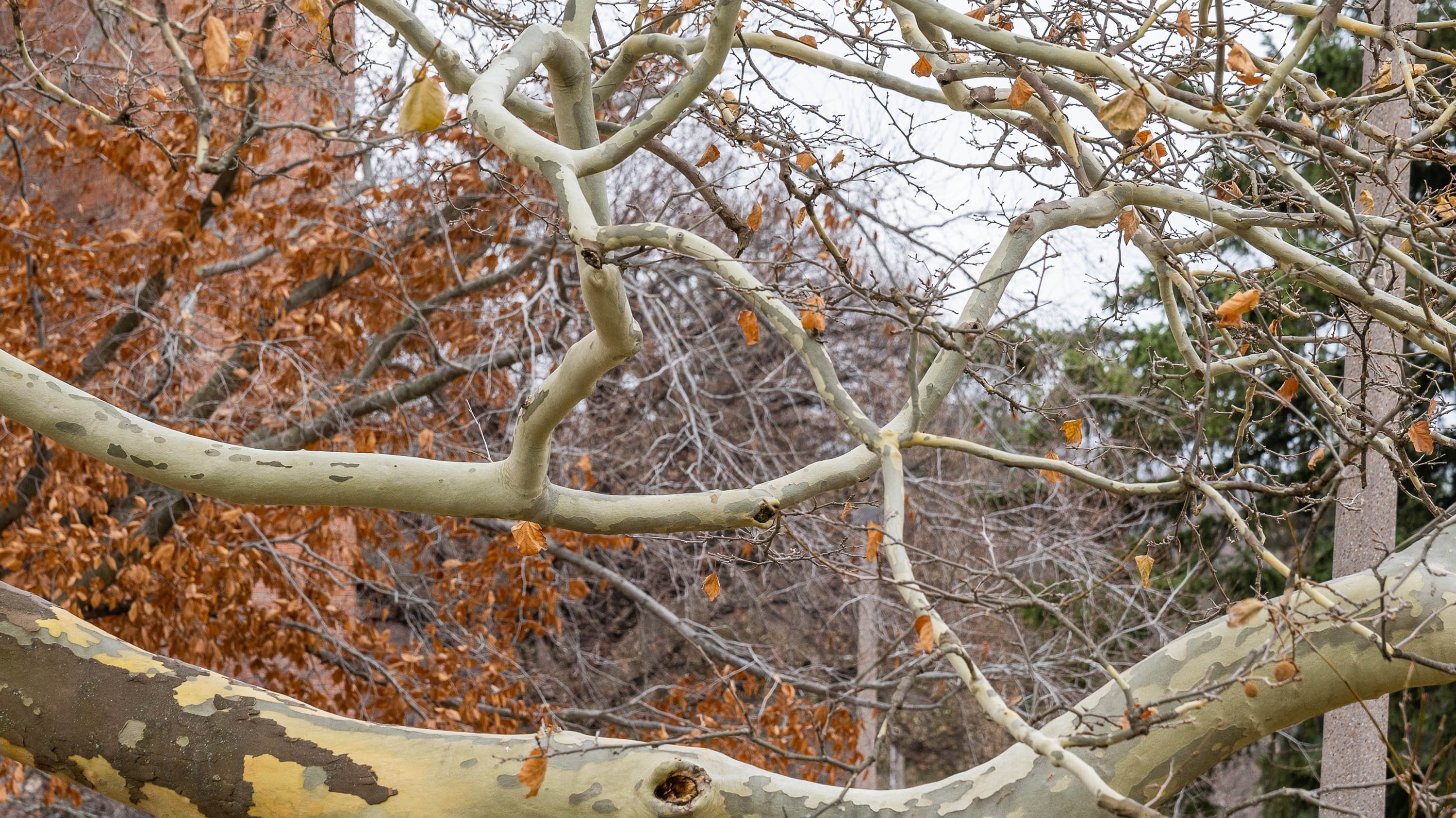 Branches forming the shape of a heart