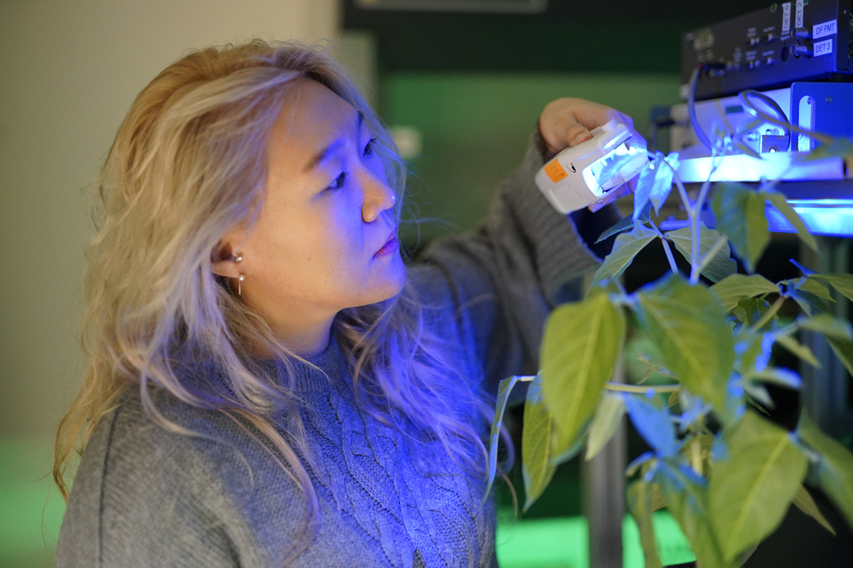 Donghee Hoh uses a handheld instrument to take measurements of a green cowpea plant.