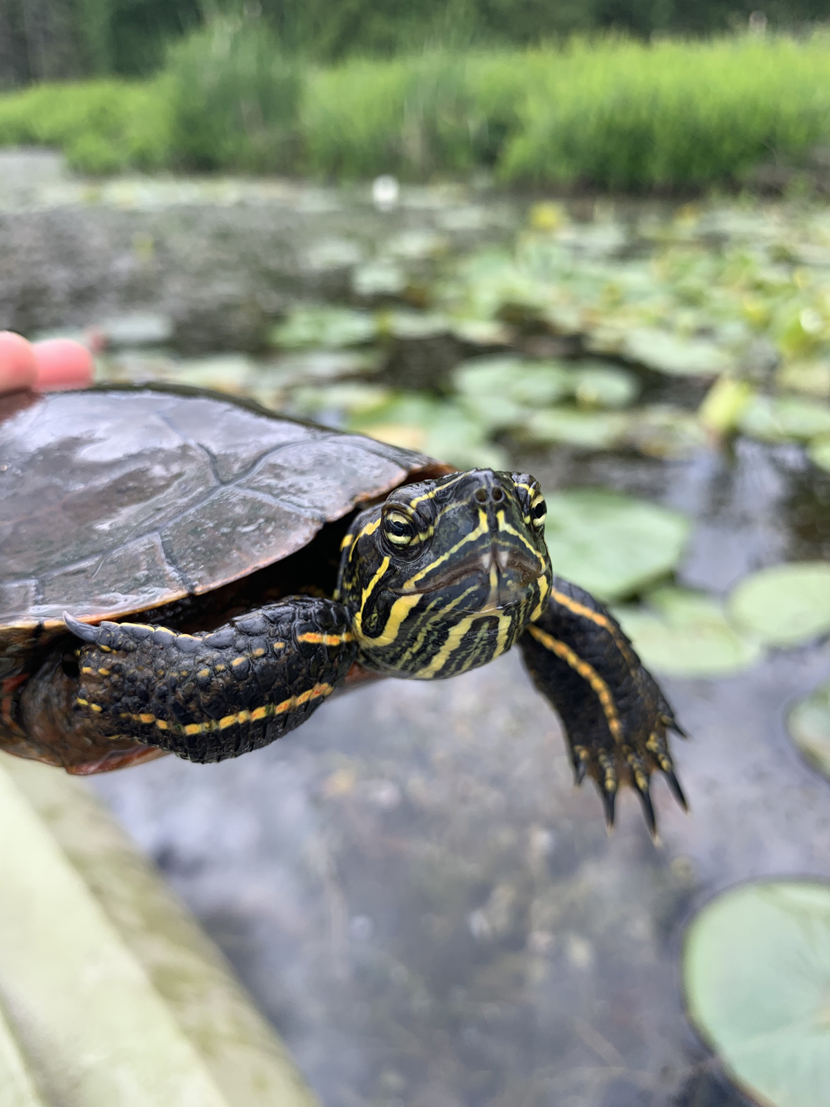 A photo of a dark green painted turtle with yellow and orange stripes on its face and legs. The turtle is being held in front of a wetland setting with tall green grass and lily pads visible in the background.