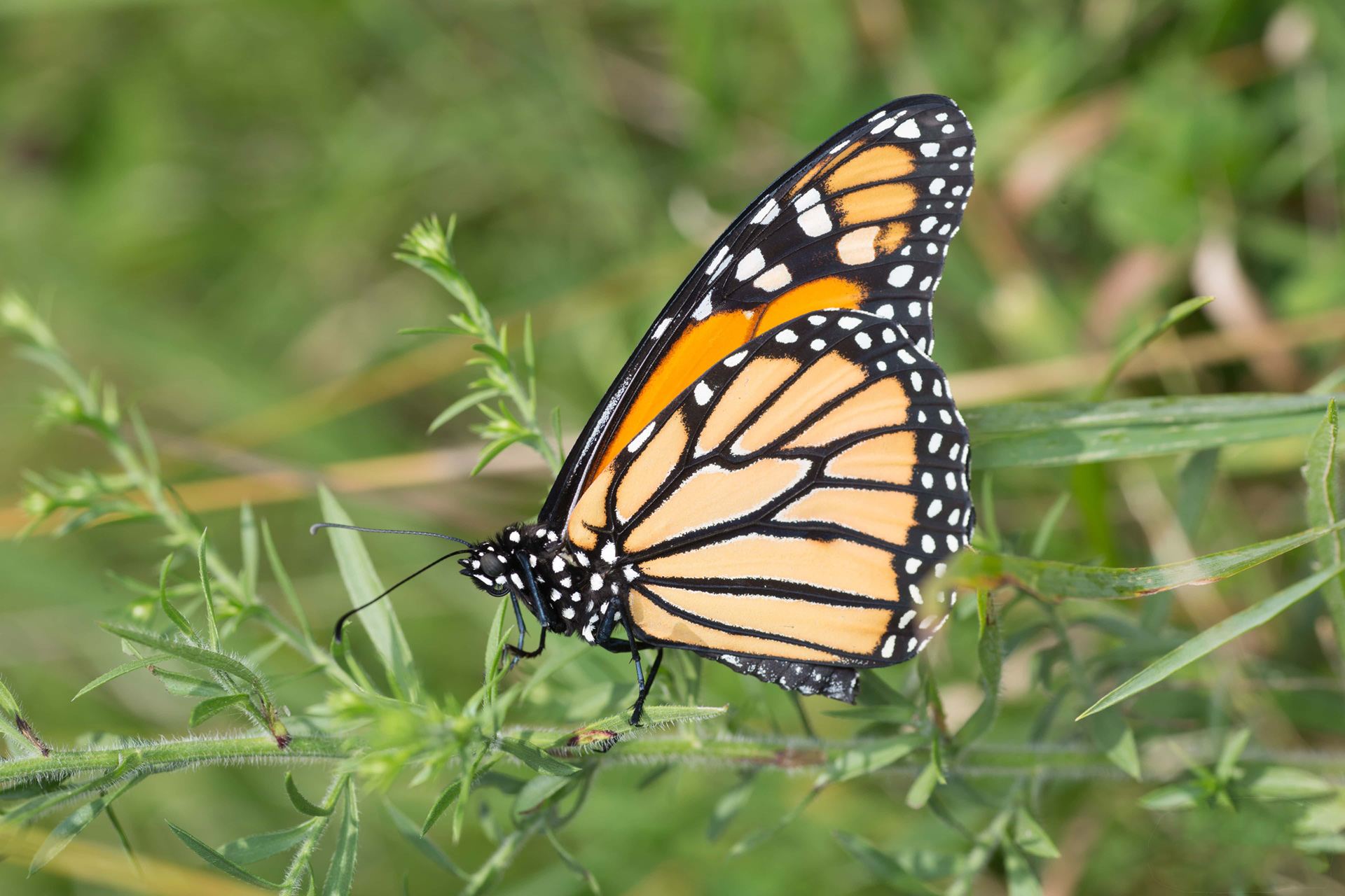 A stunning orange-and-black monarch with white spots rests on a green plant.