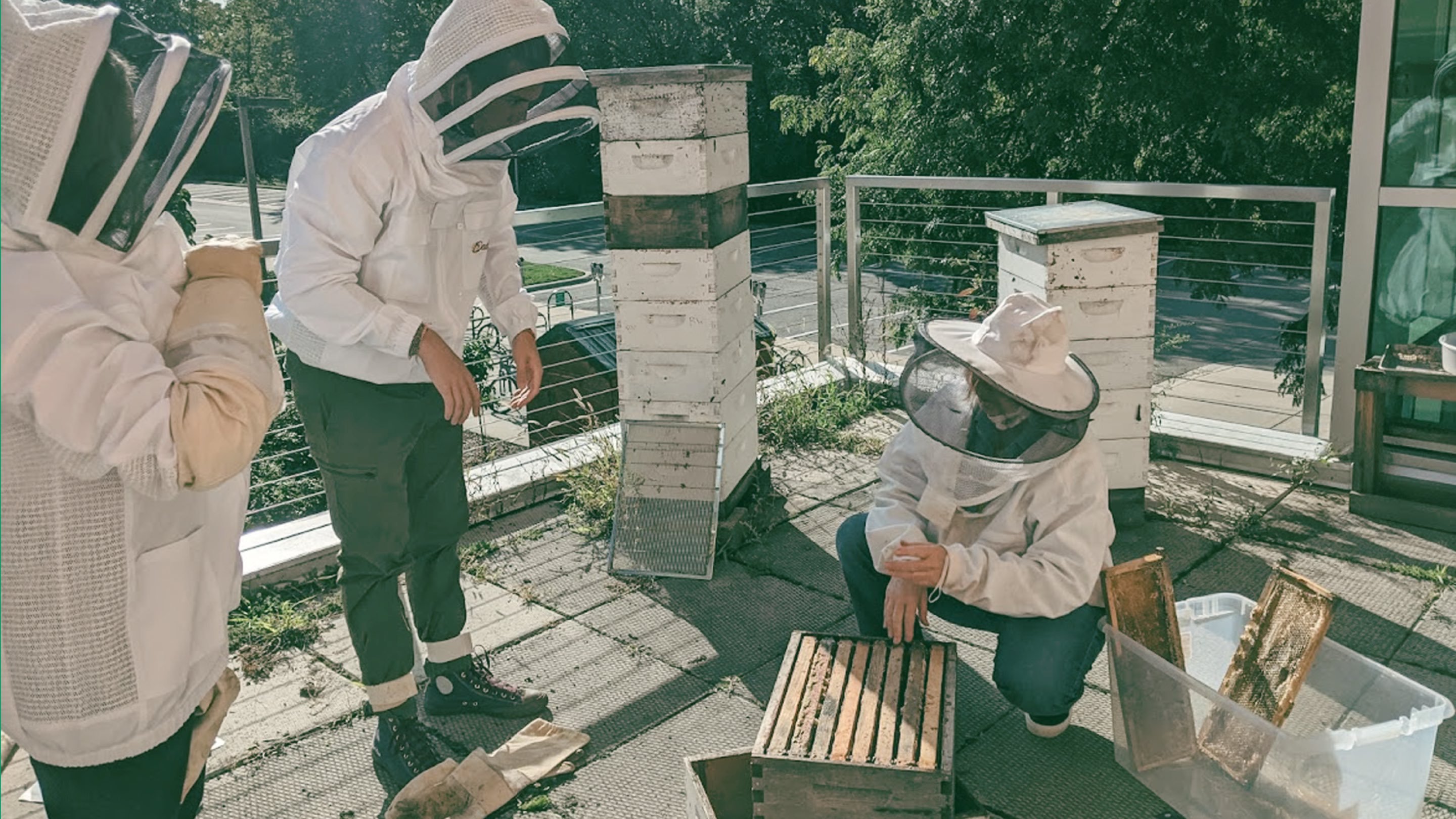Three individuals in beekeeper outfits collect honey from a rooftop bee colony.