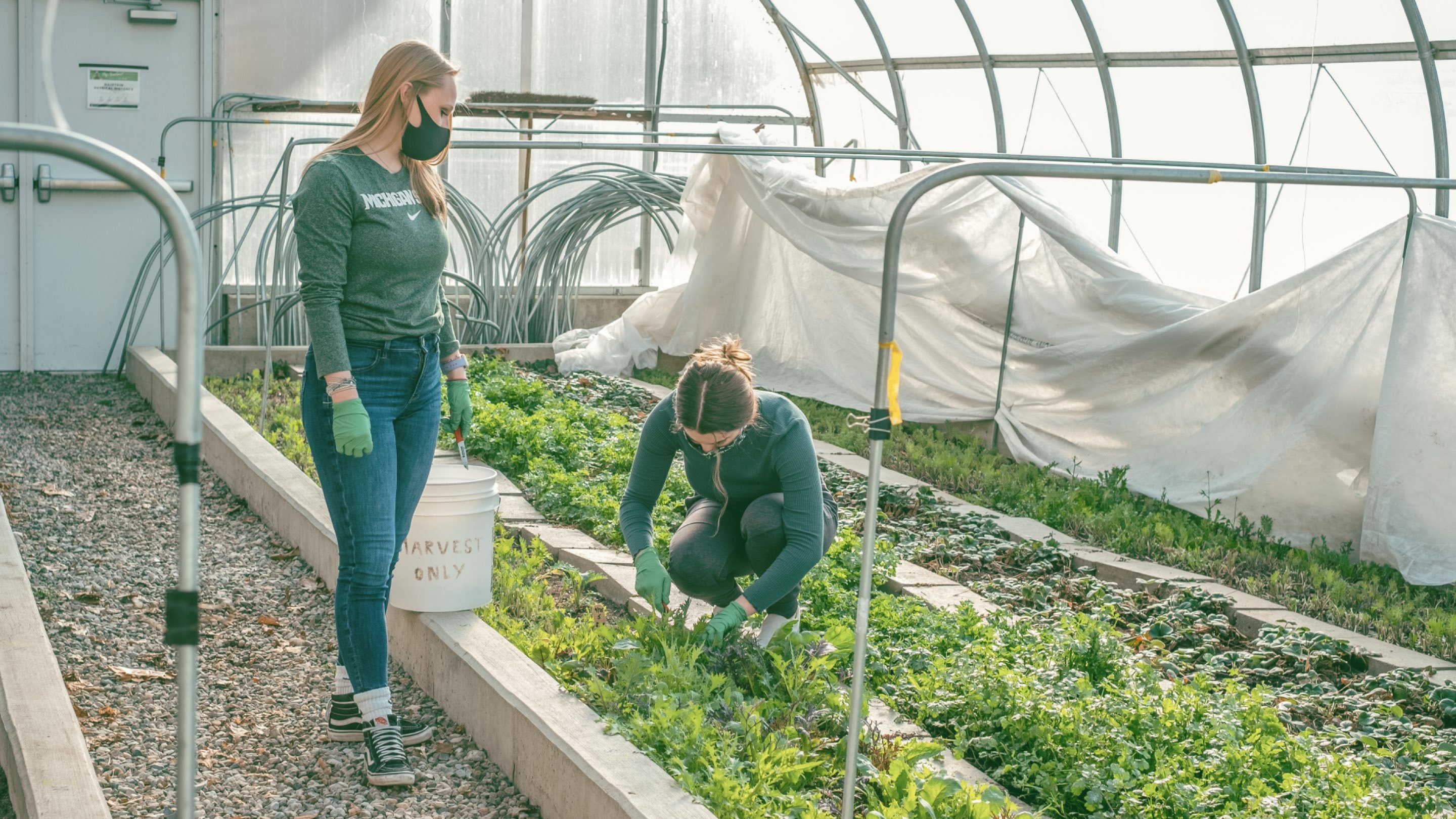 Two women, one standing and one kneeling, work on green plants in a greenhouse.