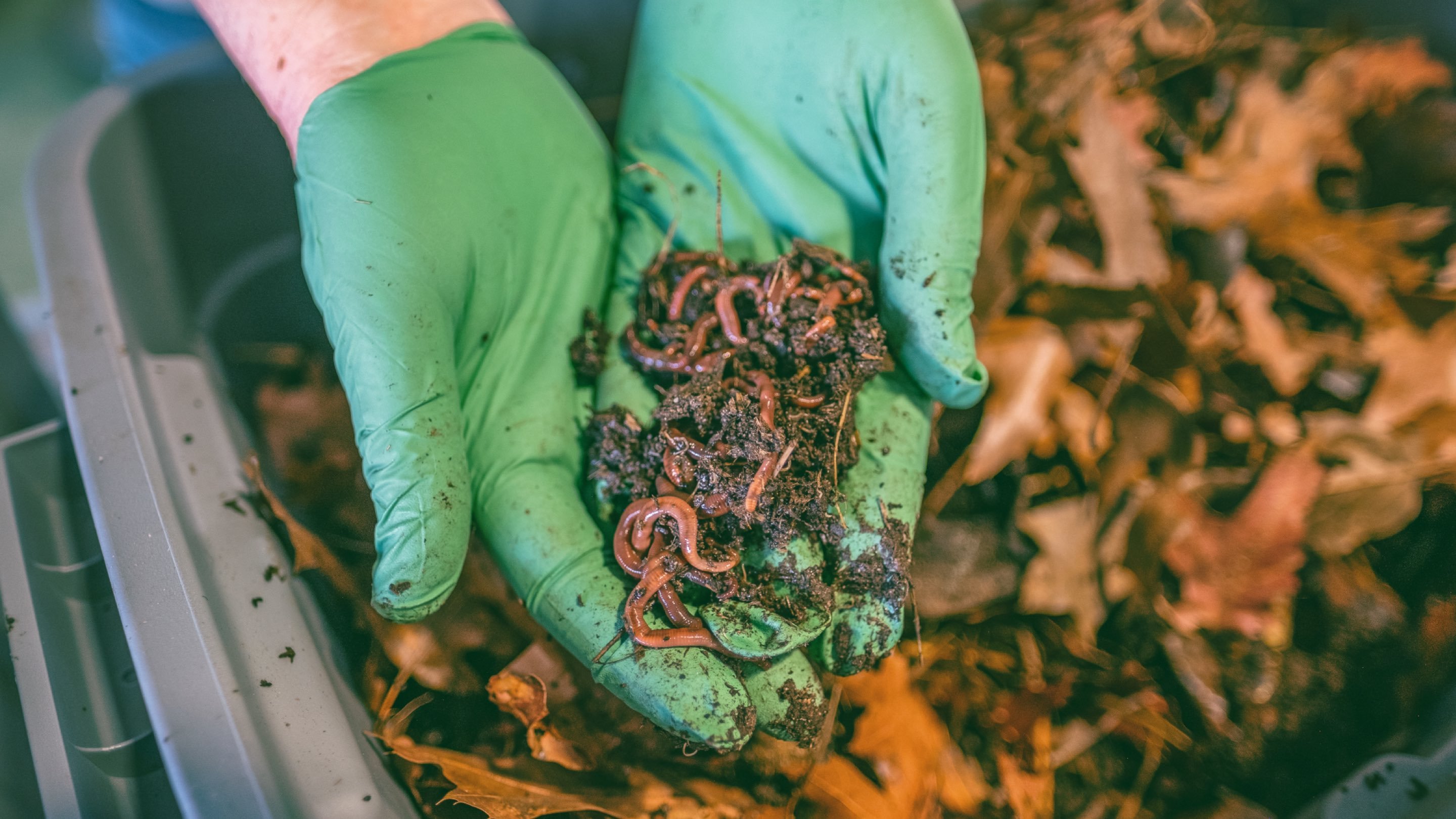 Hands in green gloves hold a bunch of worms and dirt above a bin full of brown leaves.