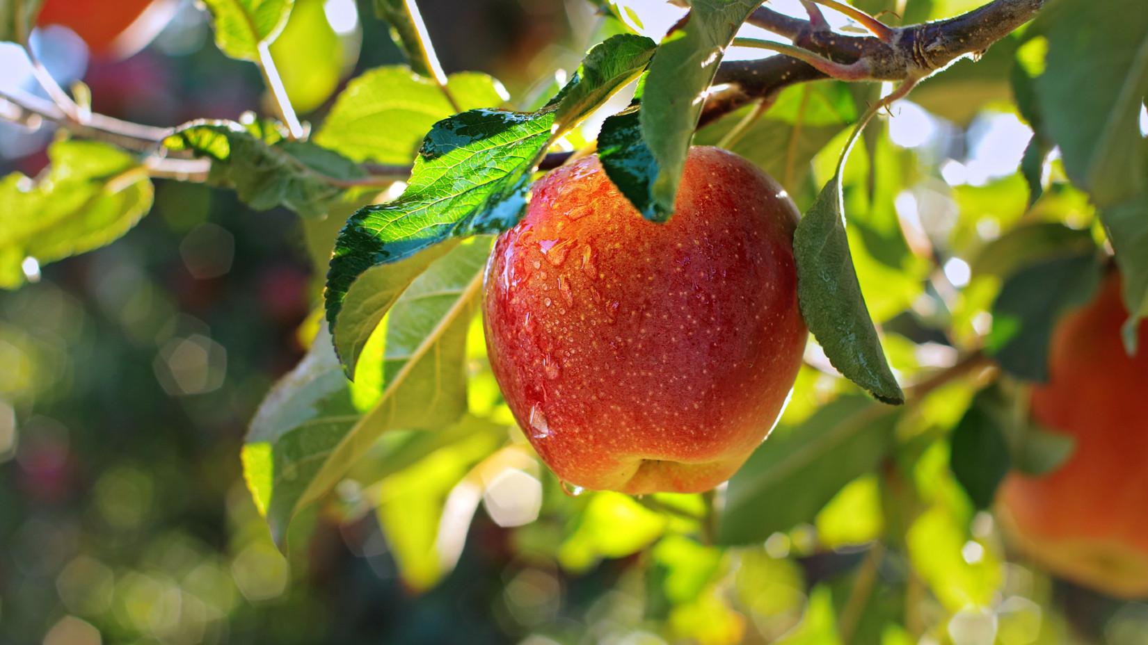 Apple hanging on a branch in the sunshine