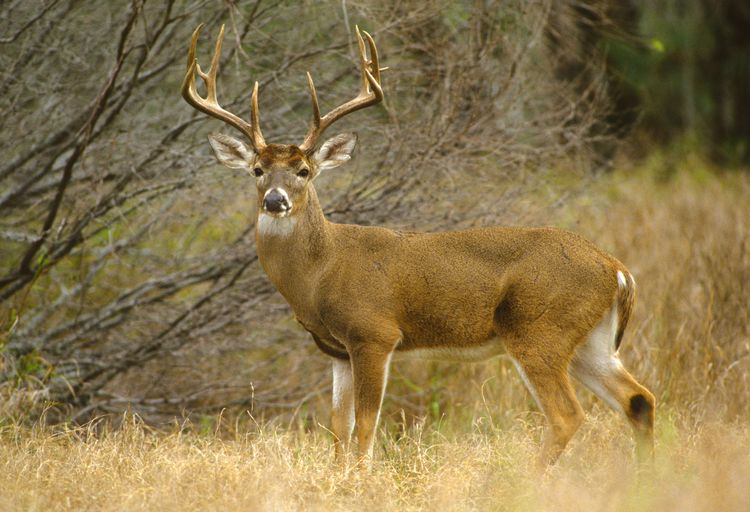 Whitetail deer